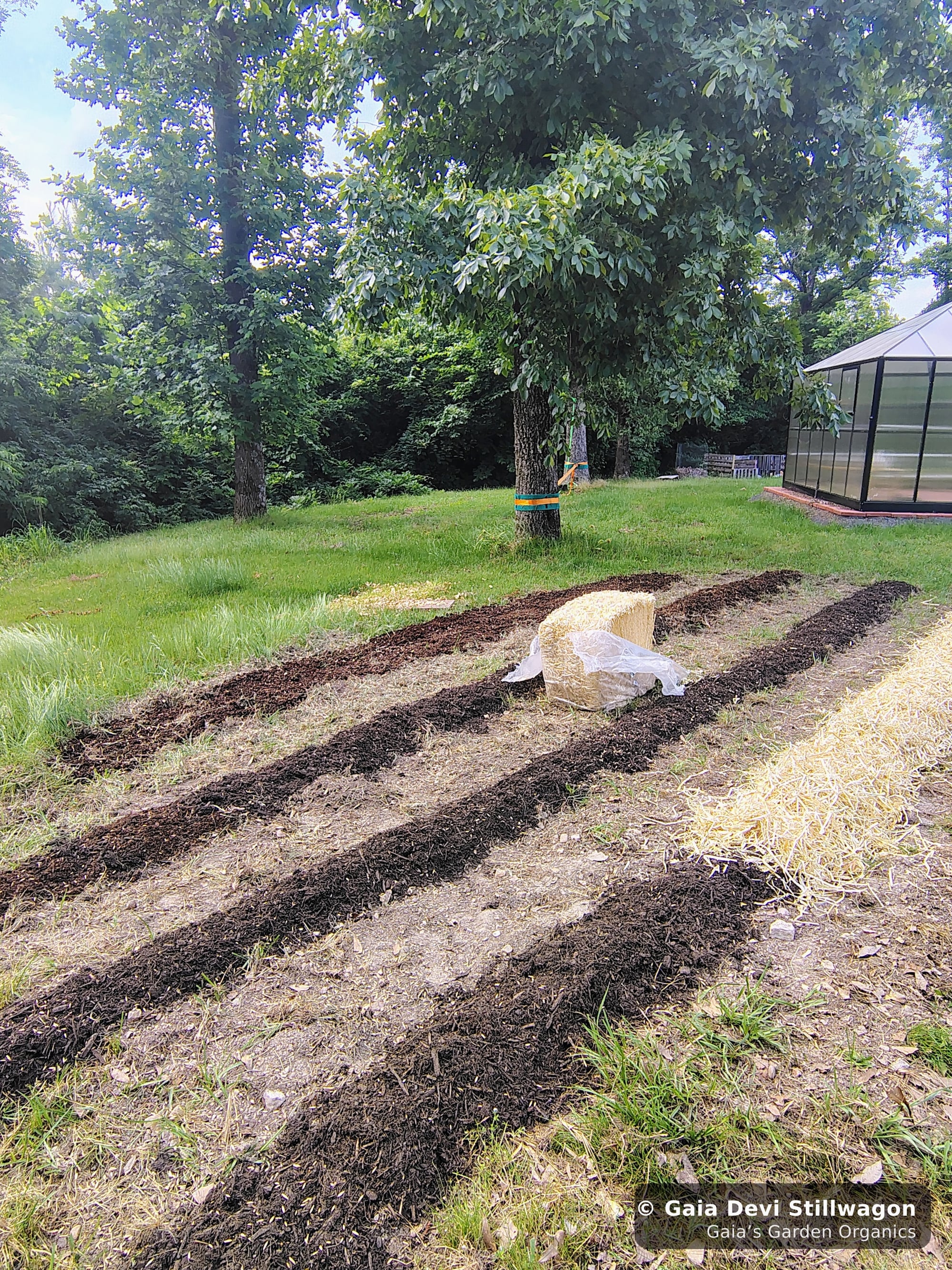 The medicinal herb garden at Gaia's Garden Organics, Umpire, Arkansas · Gaia Devi, clinical herbalist