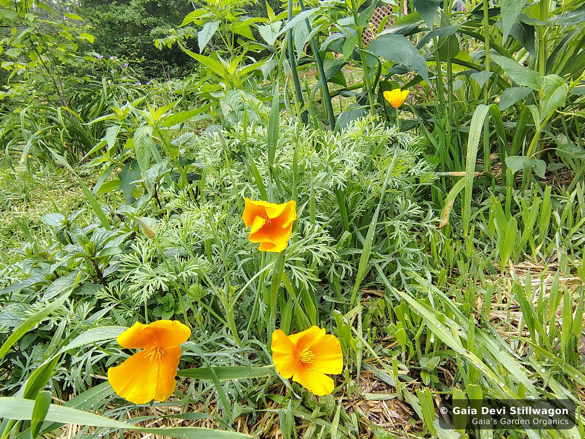 California poppies in bright orange flower at Gaia's Garden in Umpire, Arkansas, three blooms open in the medicinal herb garden
