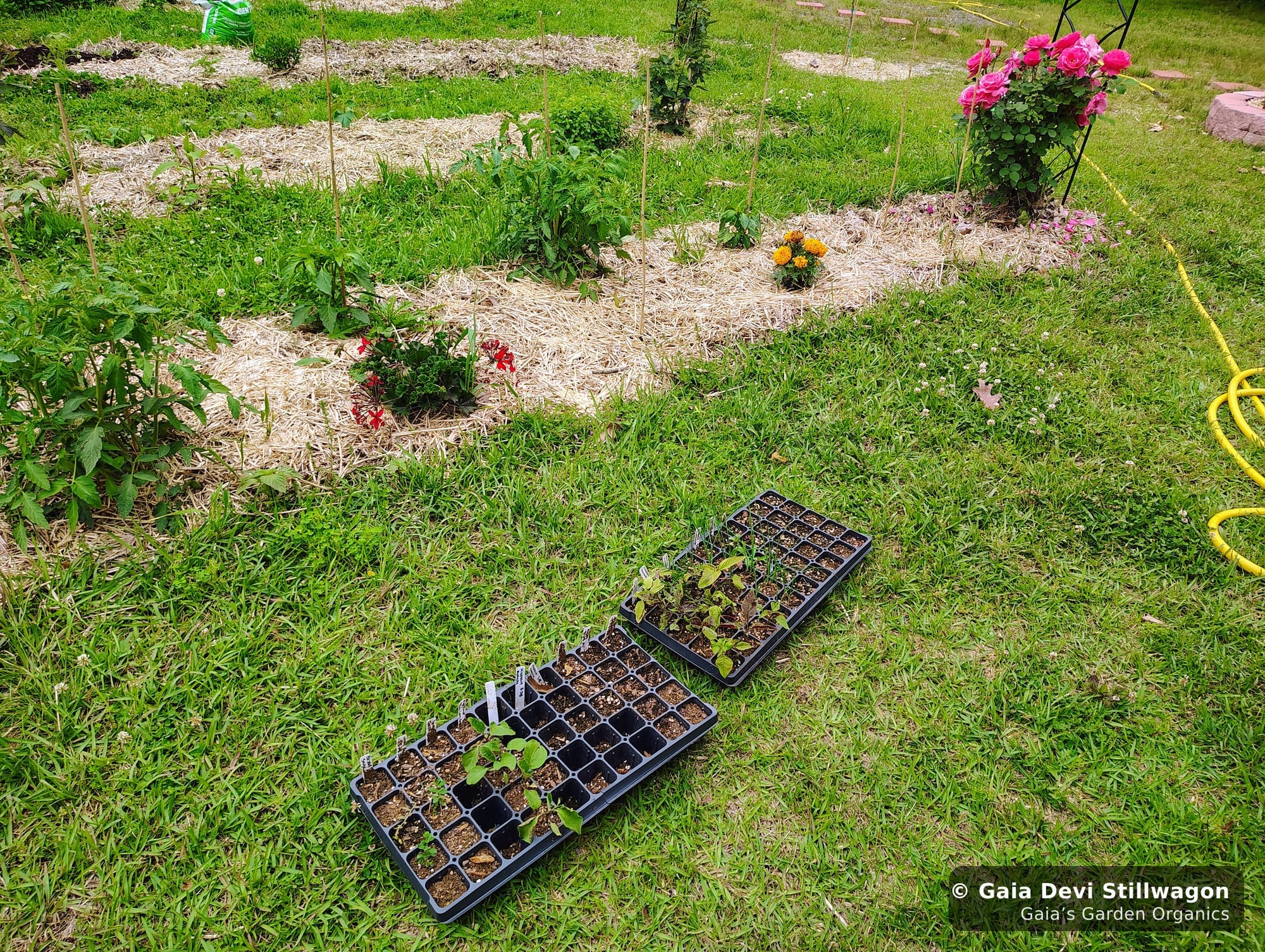 The medicinal herb garden at Gaia's Garden Organics, Umpire, Arkansas · Gaia Devi, clinical herbalist