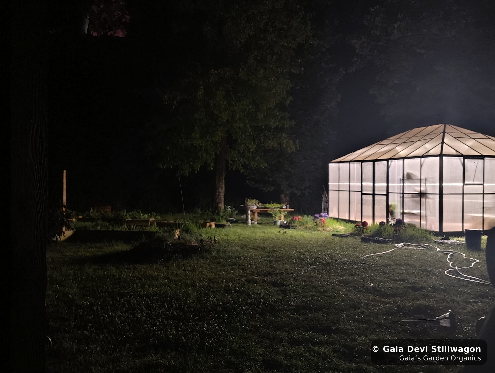 The medicinal herb garden at Gaia's Garden Organics, Umpire, Arkansas · Gaia Devi, clinical herbalist