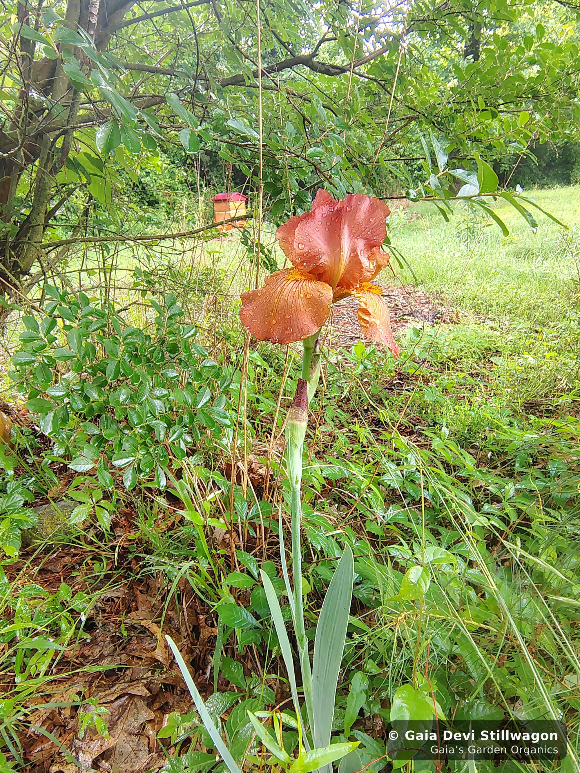 The medicinal herb garden at Gaia's Garden Organics, Umpire, Arkansas · Gaia Devi, clinical herbalist