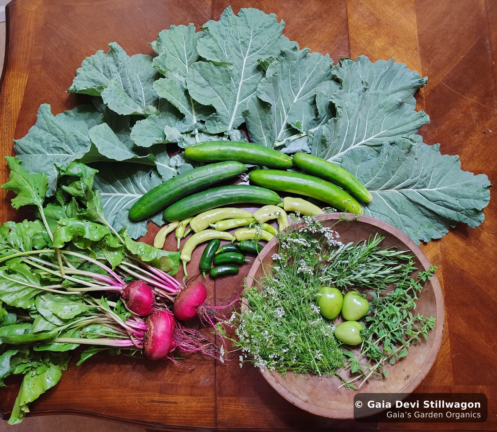 The medicinal herb garden at Gaia's Garden Organics, Umpire, Arkansas · Gaia Devi, clinical herbalist