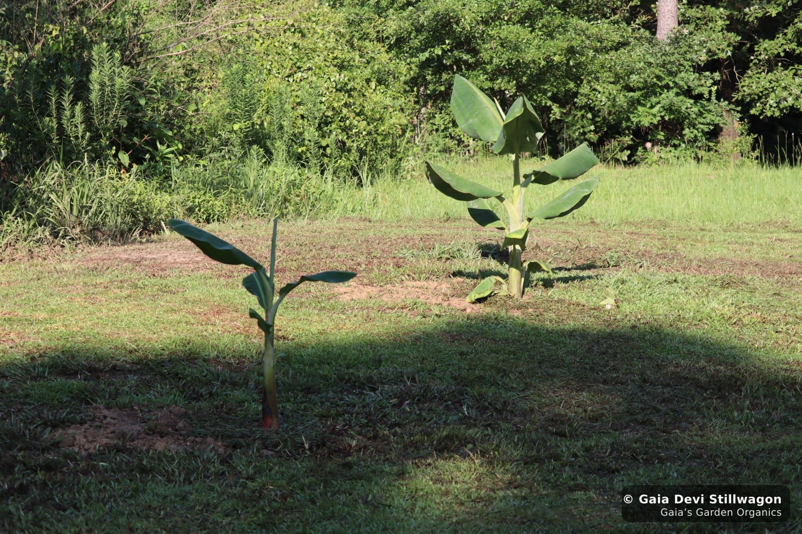 The medicinal herb garden at Gaia's Garden Organics, Umpire, Arkansas · Gaia Devi, clinical herbalist