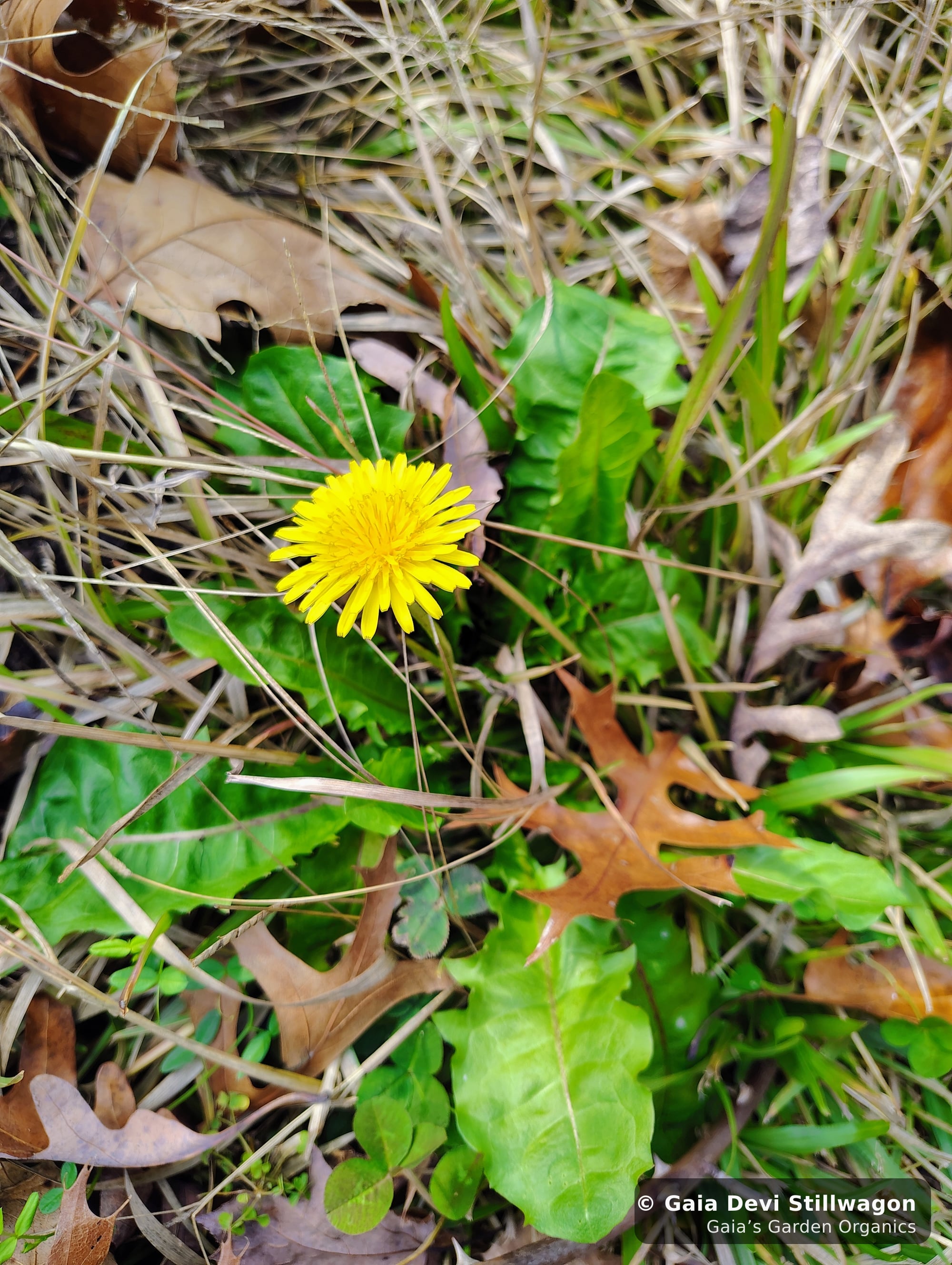 The medicinal herb garden at Gaia's Garden Organics, Umpire, Arkansas · Gaia Devi, clinical herbalist