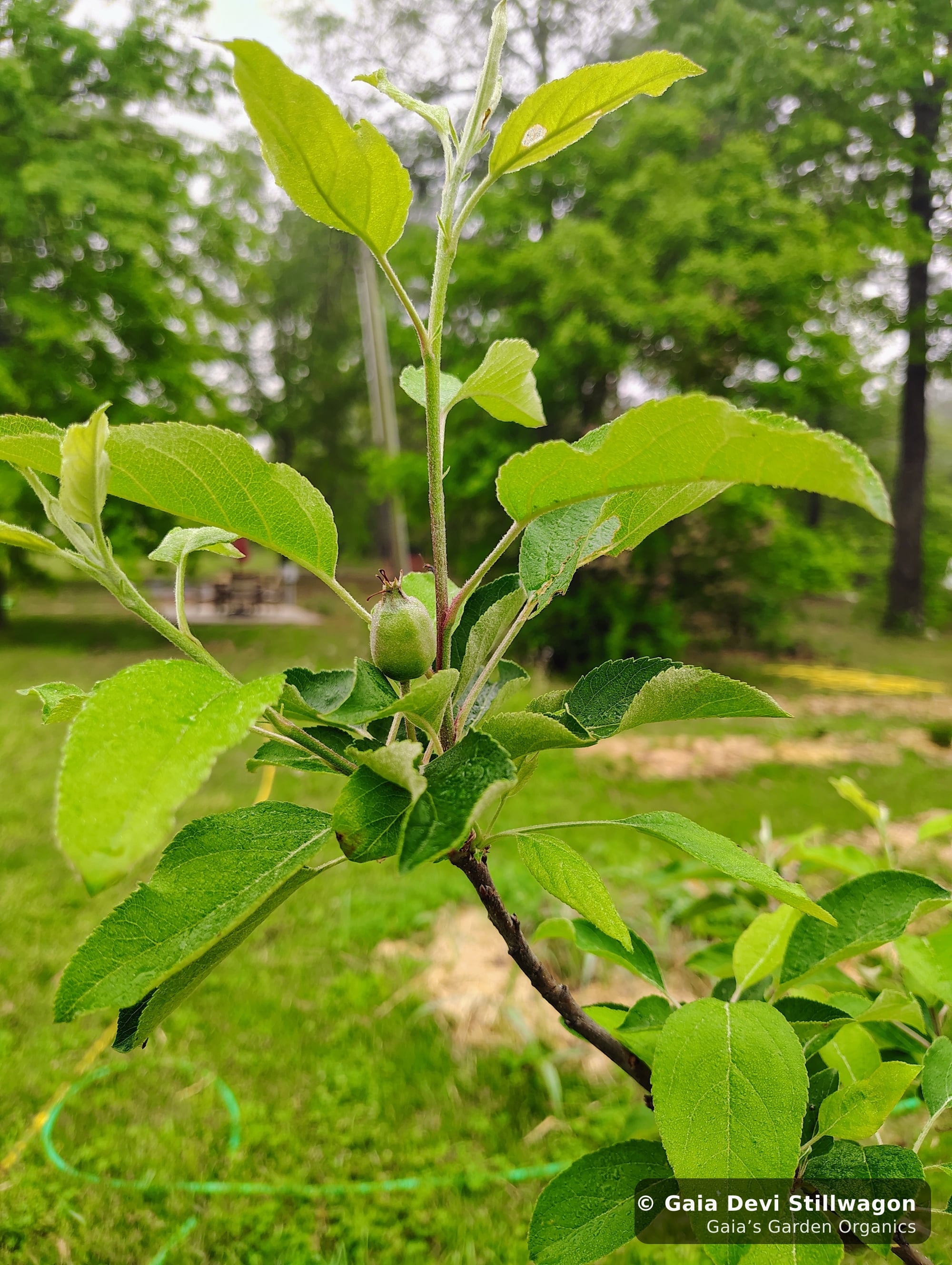 The medicinal herb garden at Gaia's Garden Organics, Umpire, Arkansas · Gaia Devi, clinical herbalist