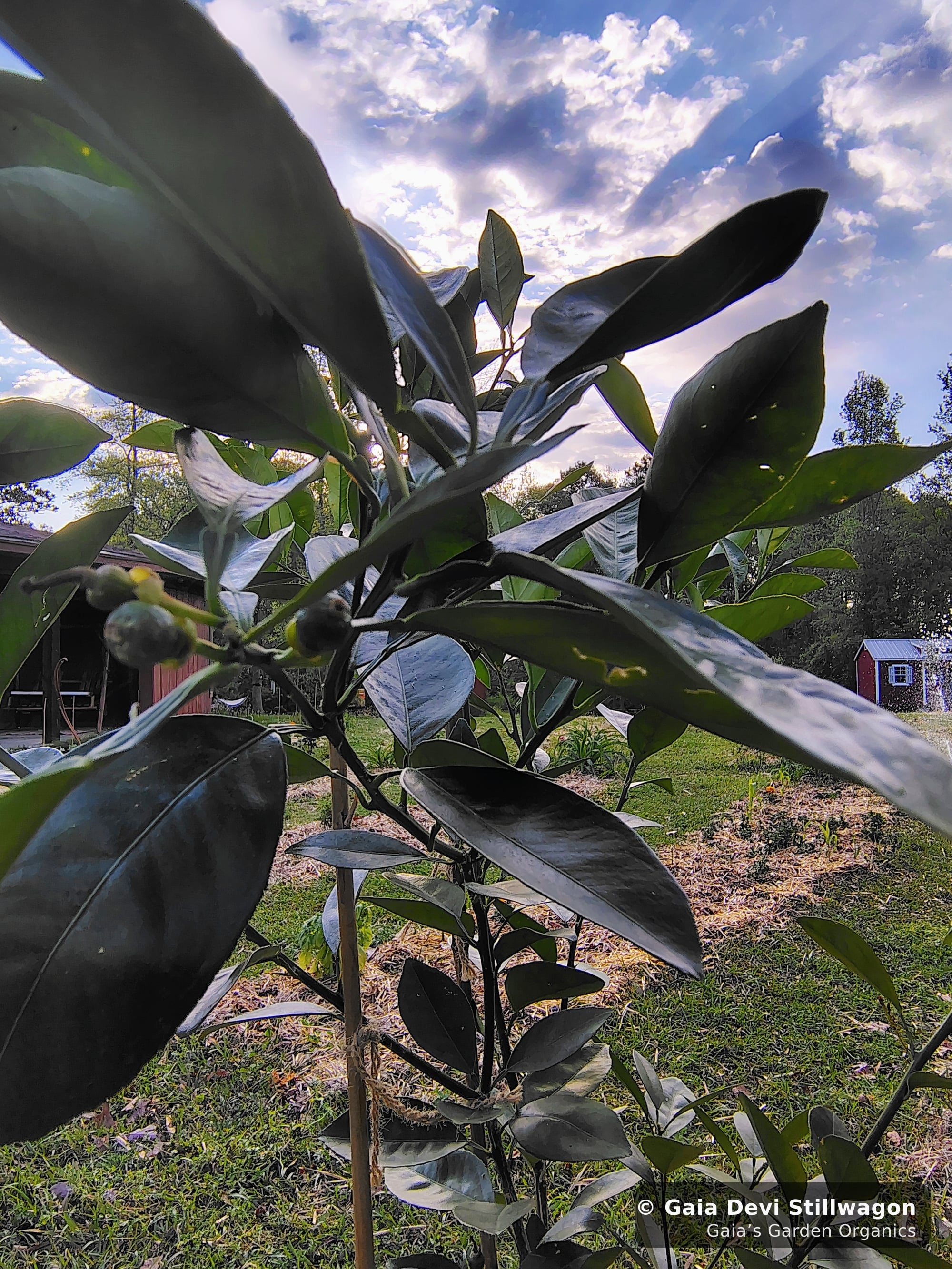 The medicinal herb garden at Gaia's Garden Organics, Umpire, Arkansas · Gaia Devi, clinical herbalist