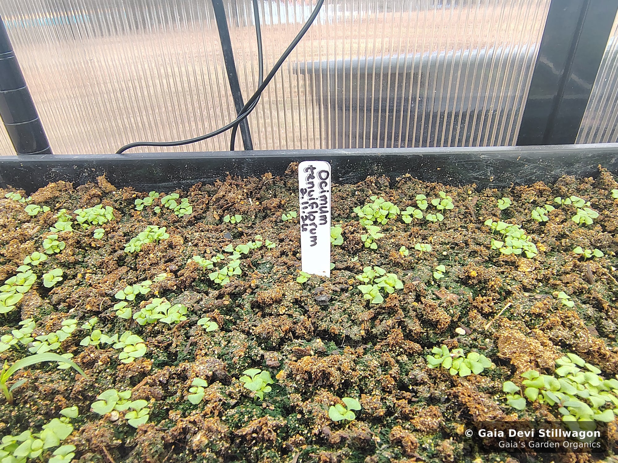 The medicinal herb garden at Gaia's Garden Organics, Umpire, Arkansas · Gaia Devi, clinical herbalist