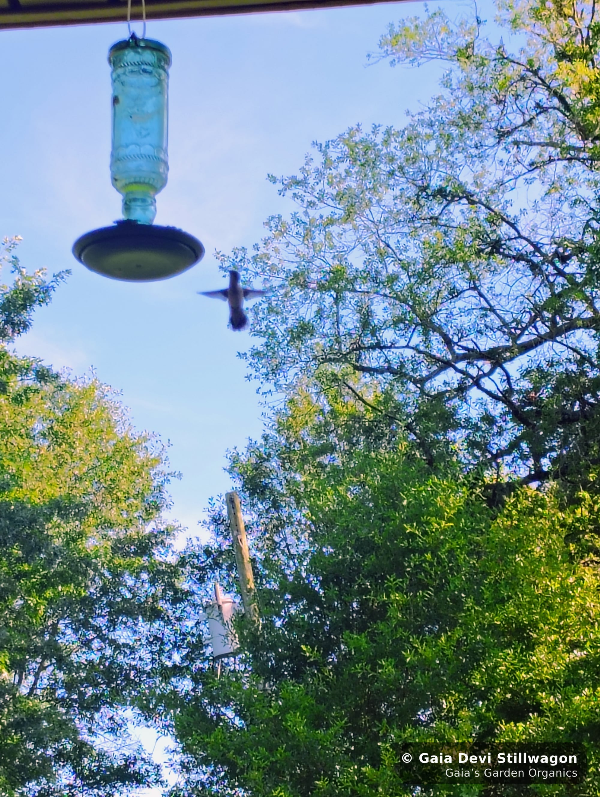 The medicinal herb garden at Gaia's Garden Organics, Umpire, Arkansas · Gaia Devi, clinical herbalist