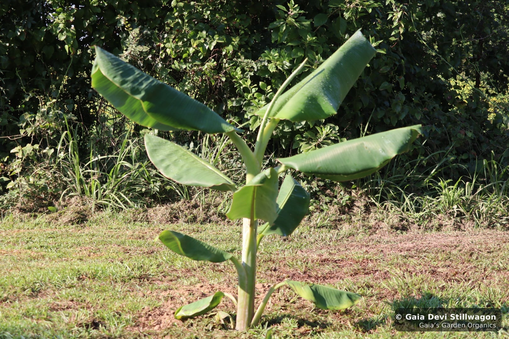 The medicinal herb garden at Gaia's Garden Organics, Umpire, Arkansas · Gaia Devi, clinical herbalist