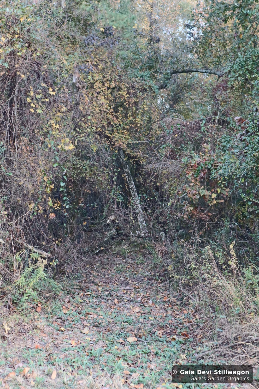 The medicinal herb garden at Gaia's Garden Organics, Umpire, Arkansas · Gaia Devi, clinical herbalist