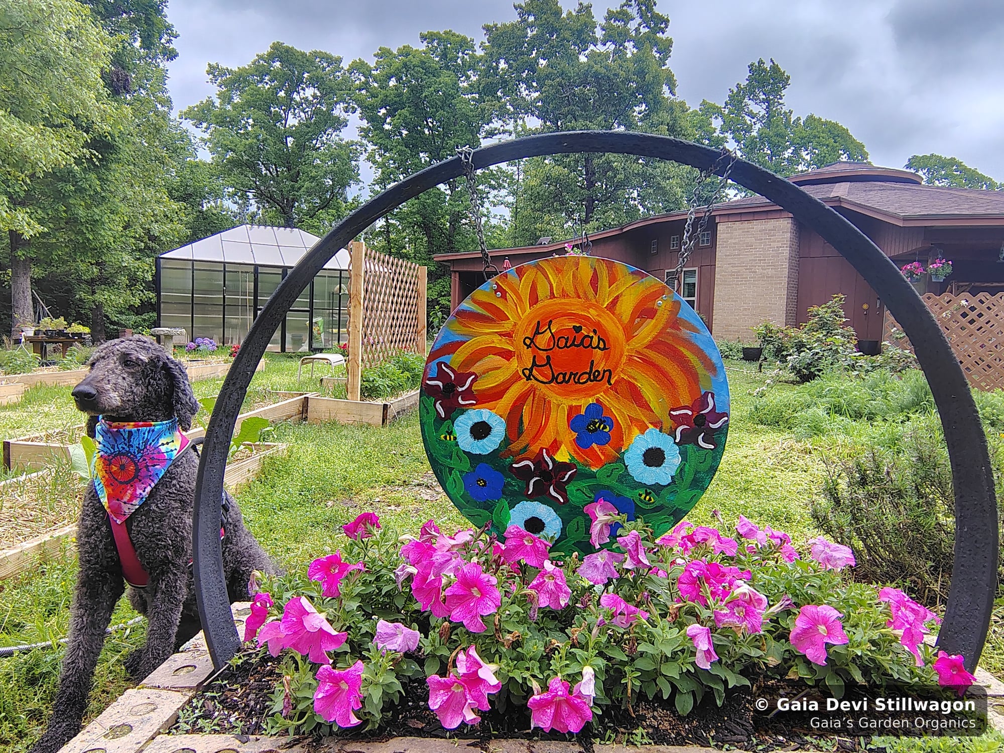 Samadhi, our standard poodle, sitting beside the Gaia's Garden sign in his bandana, the everyday at-home dog who receives flower essences in his water bowl daily