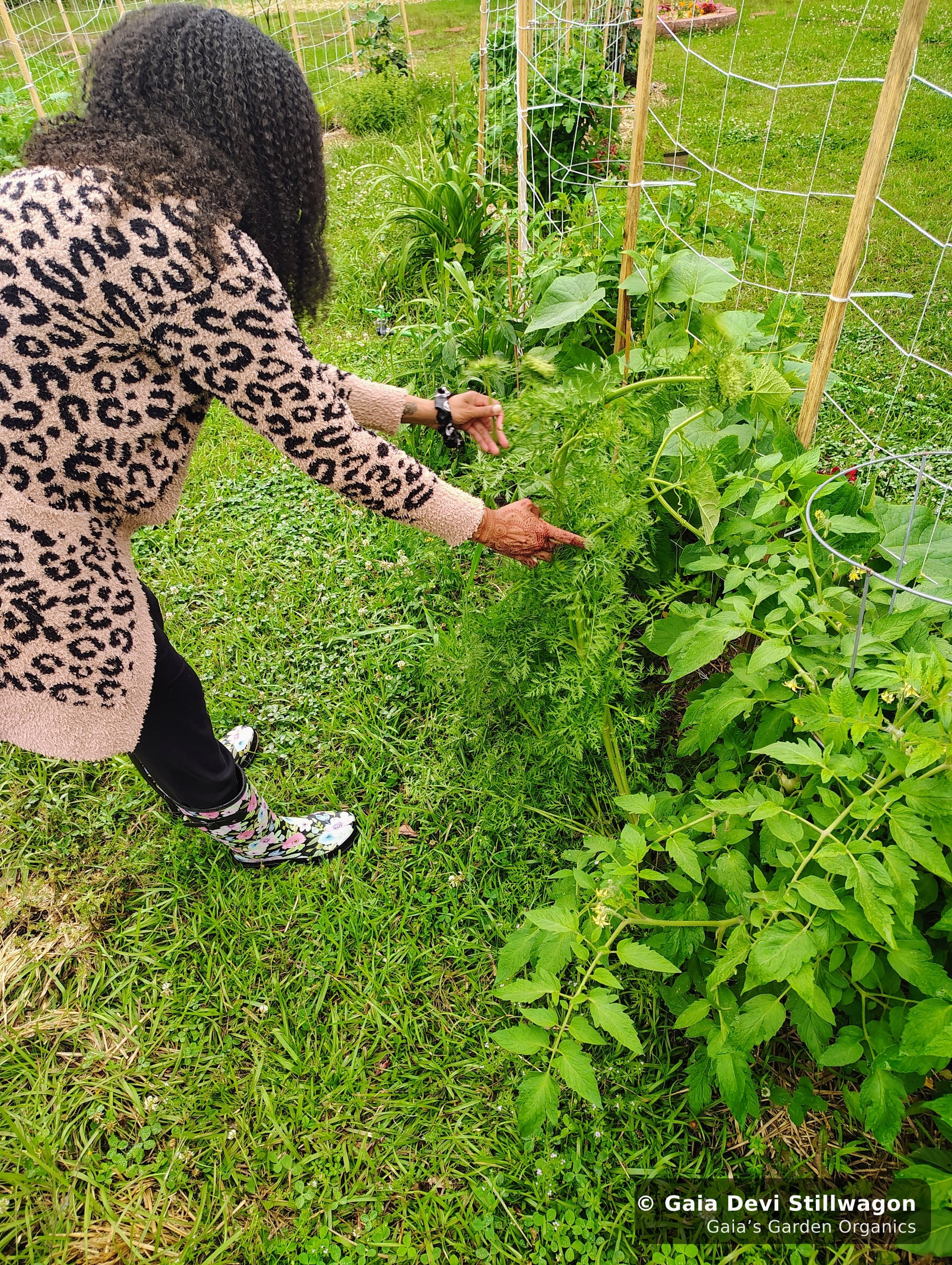 The medicinal herb garden at Gaia's Garden Organics, Umpire, Arkansas · Gaia Devi, clinical herbalist