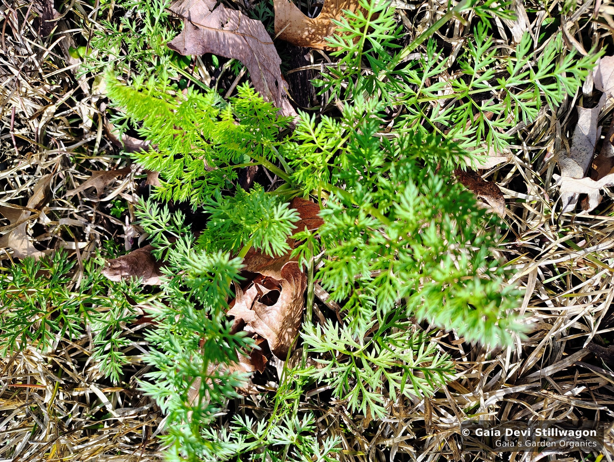 The medicinal herb garden at Gaia's Garden Organics, Umpire, Arkansas · Gaia Devi, clinical herbalist