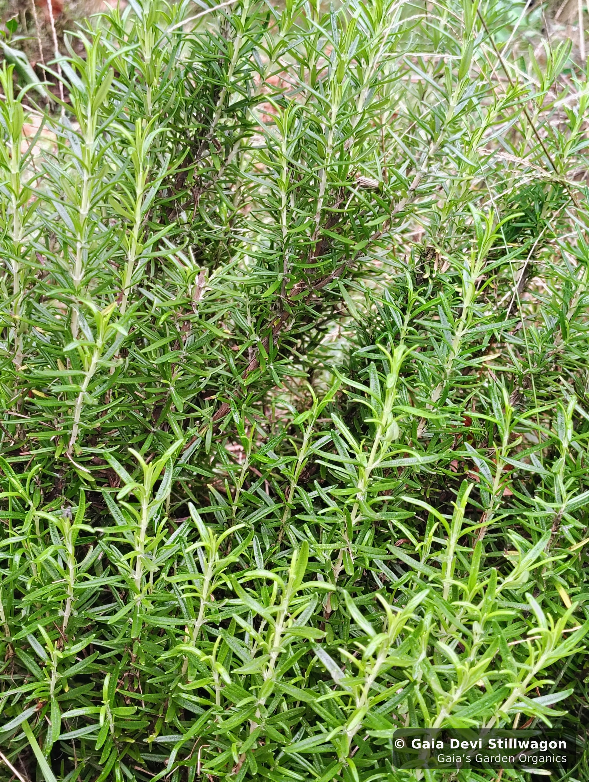 The medicinal herb garden at Gaia's Garden Organics, Umpire, Arkansas · Gaia Devi, clinical herbalist