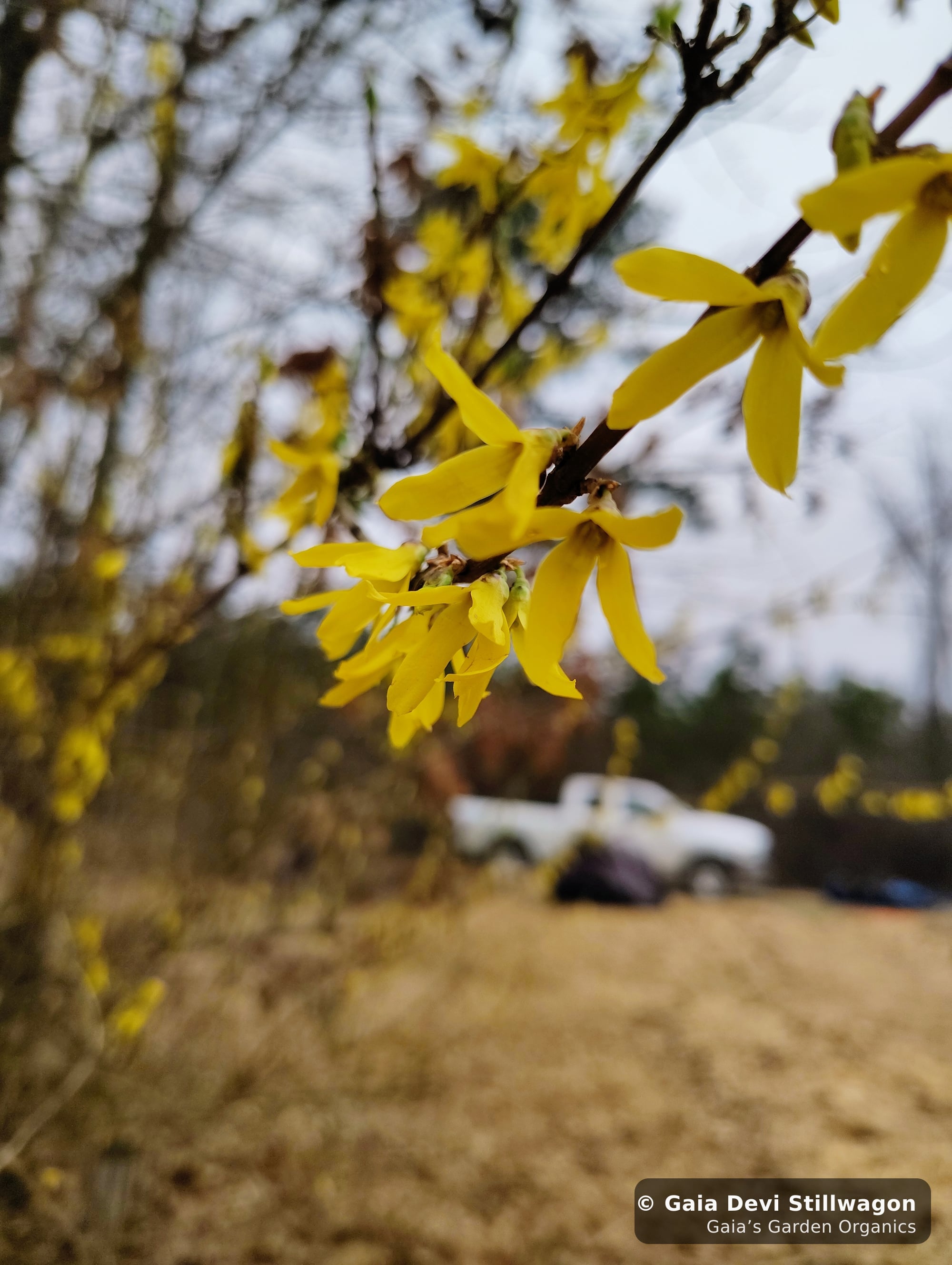 The medicinal herb garden at Gaia's Garden Organics, Umpire, Arkansas · Gaia Devi, clinical herbalist