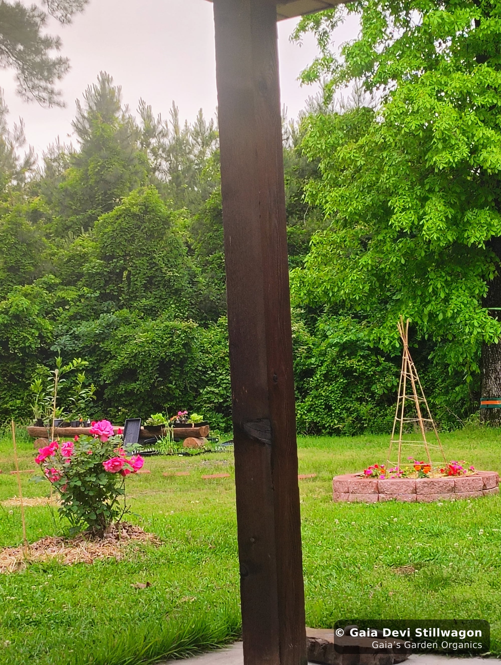 The medicinal herb garden at Gaia's Garden Organics, Umpire, Arkansas · Gaia Devi, clinical herbalist