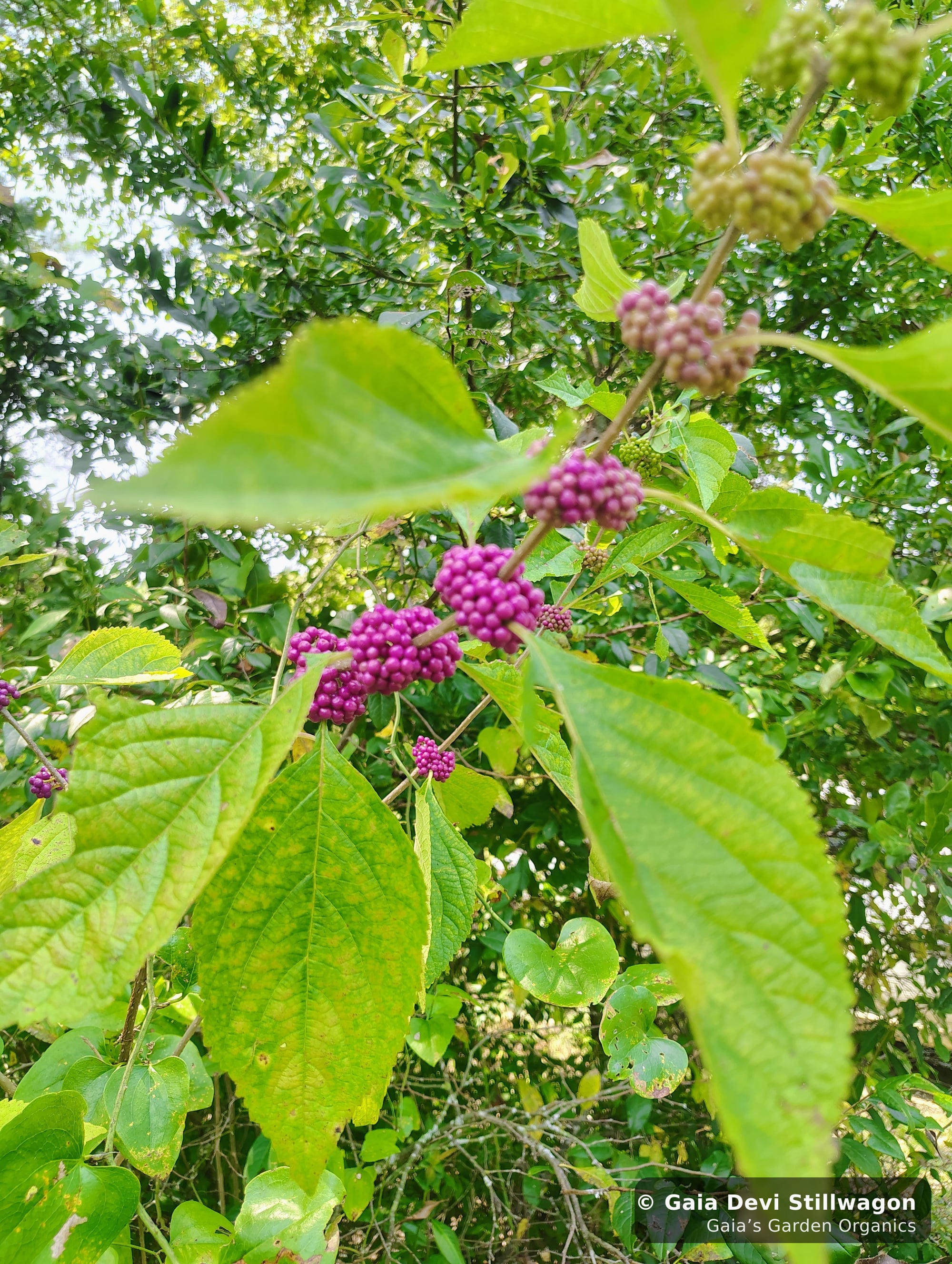 The medicinal herb garden at Gaia's Garden Organics, Umpire, Arkansas · Gaia Devi, clinical herbalist