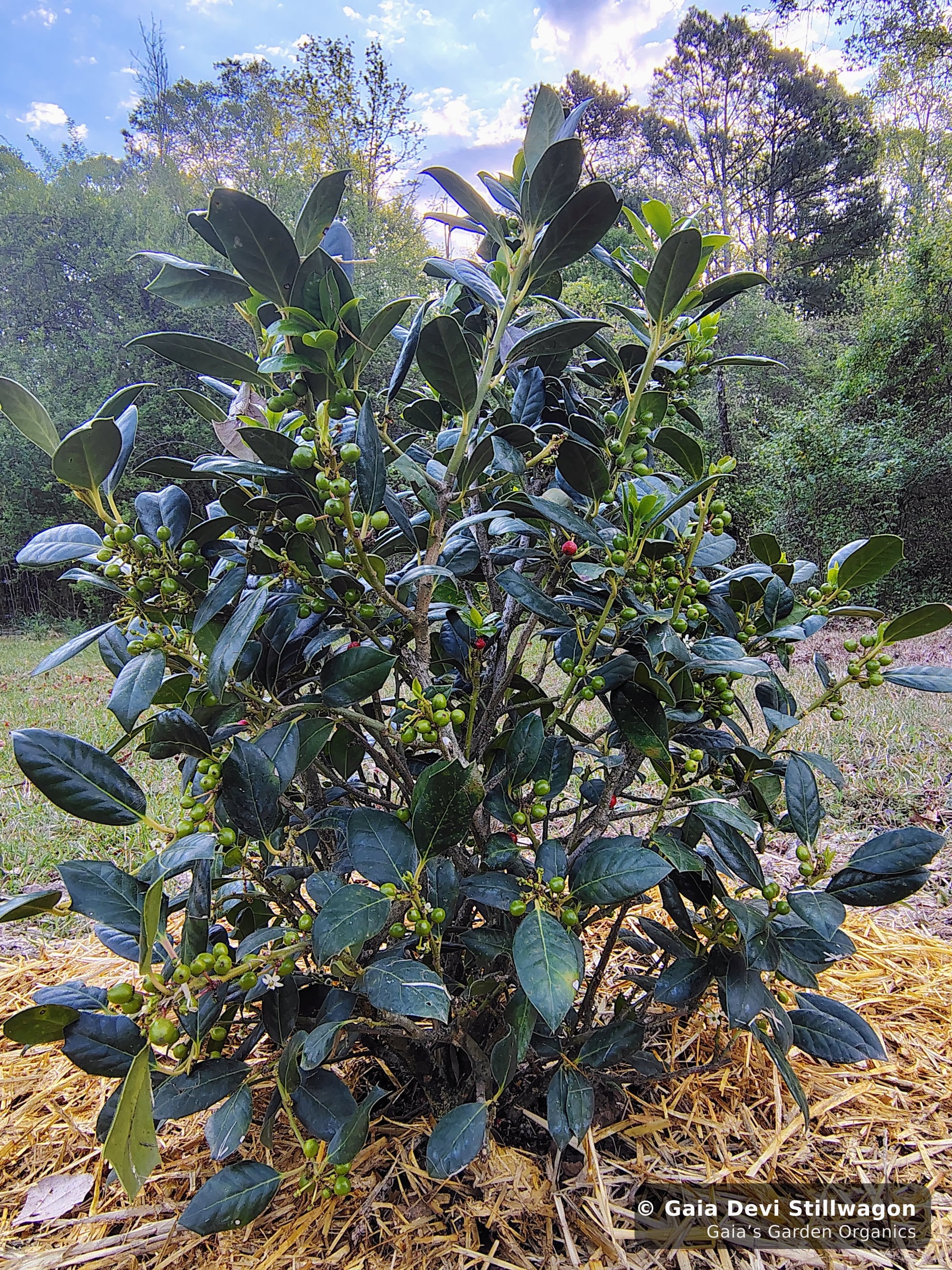 The medicinal herb garden at Gaia's Garden Organics, Umpire, Arkansas · Gaia Devi, clinical herbalist