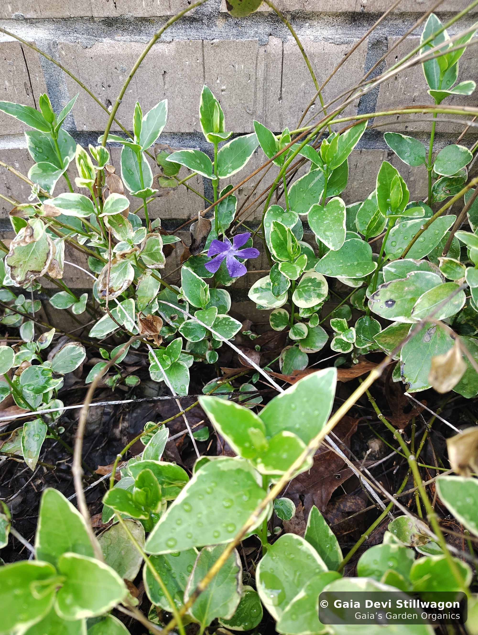 The medicinal herb garden at Gaia's Garden Organics, Umpire, Arkansas · Gaia Devi, clinical herbalist