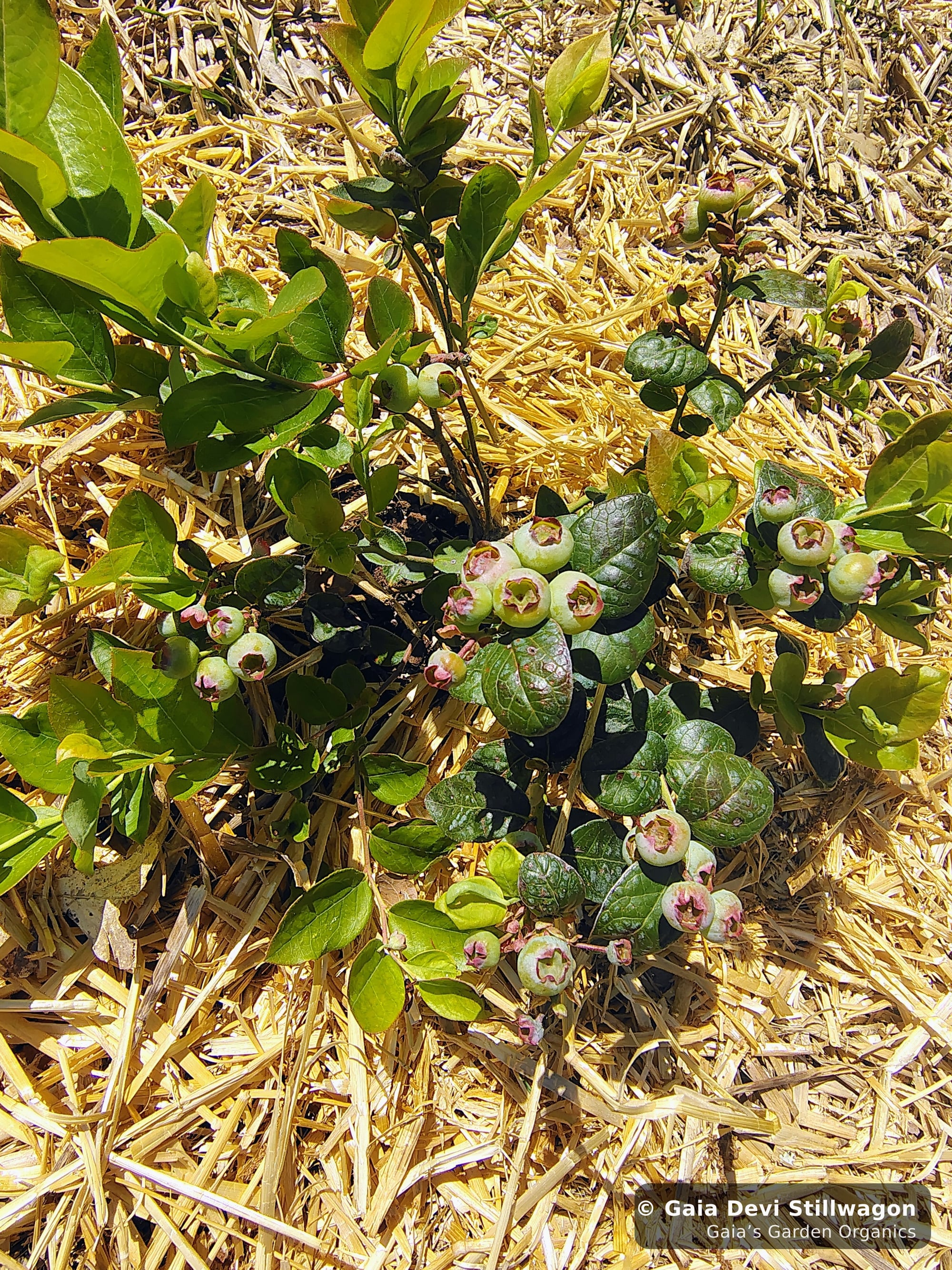 The medicinal herb garden at Gaia's Garden Organics, Umpire, Arkansas · Gaia Devi, clinical herbalist