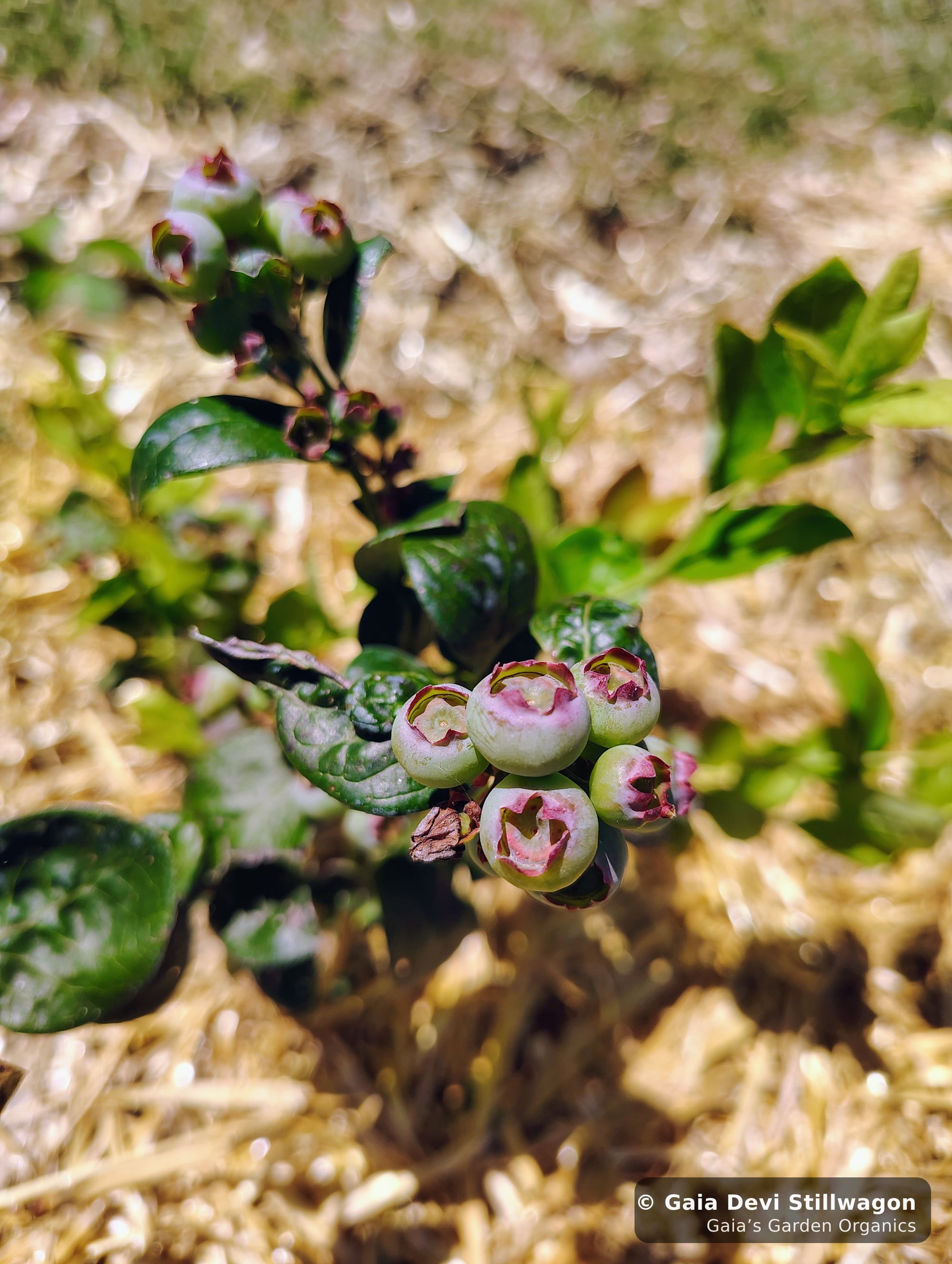The medicinal herb garden at Gaia's Garden Organics, Umpire, Arkansas · Gaia Devi, clinical herbalist