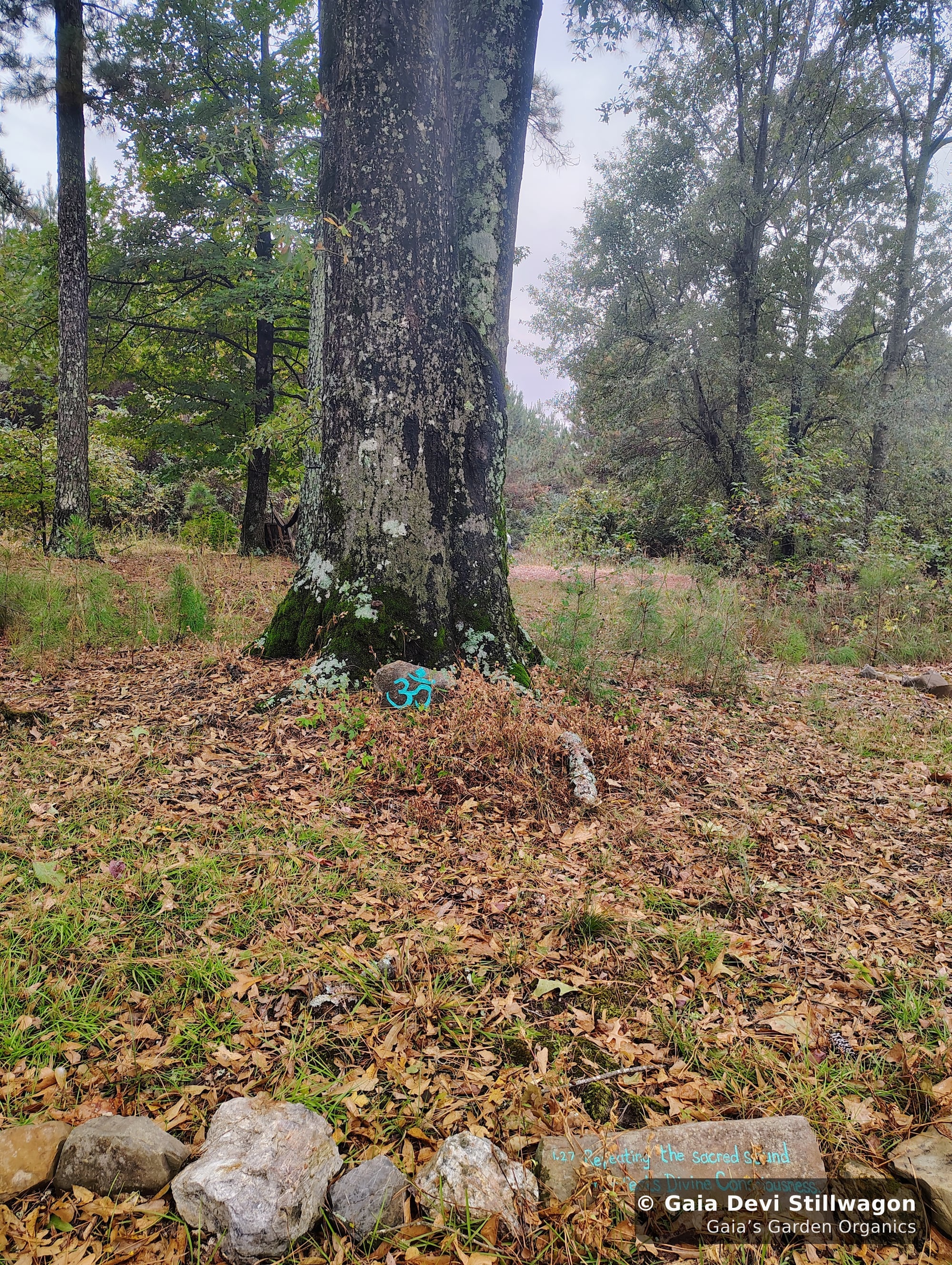 The medicinal herb garden at Gaia's Garden Organics, Umpire, Arkansas · Gaia Devi, clinical herbalist