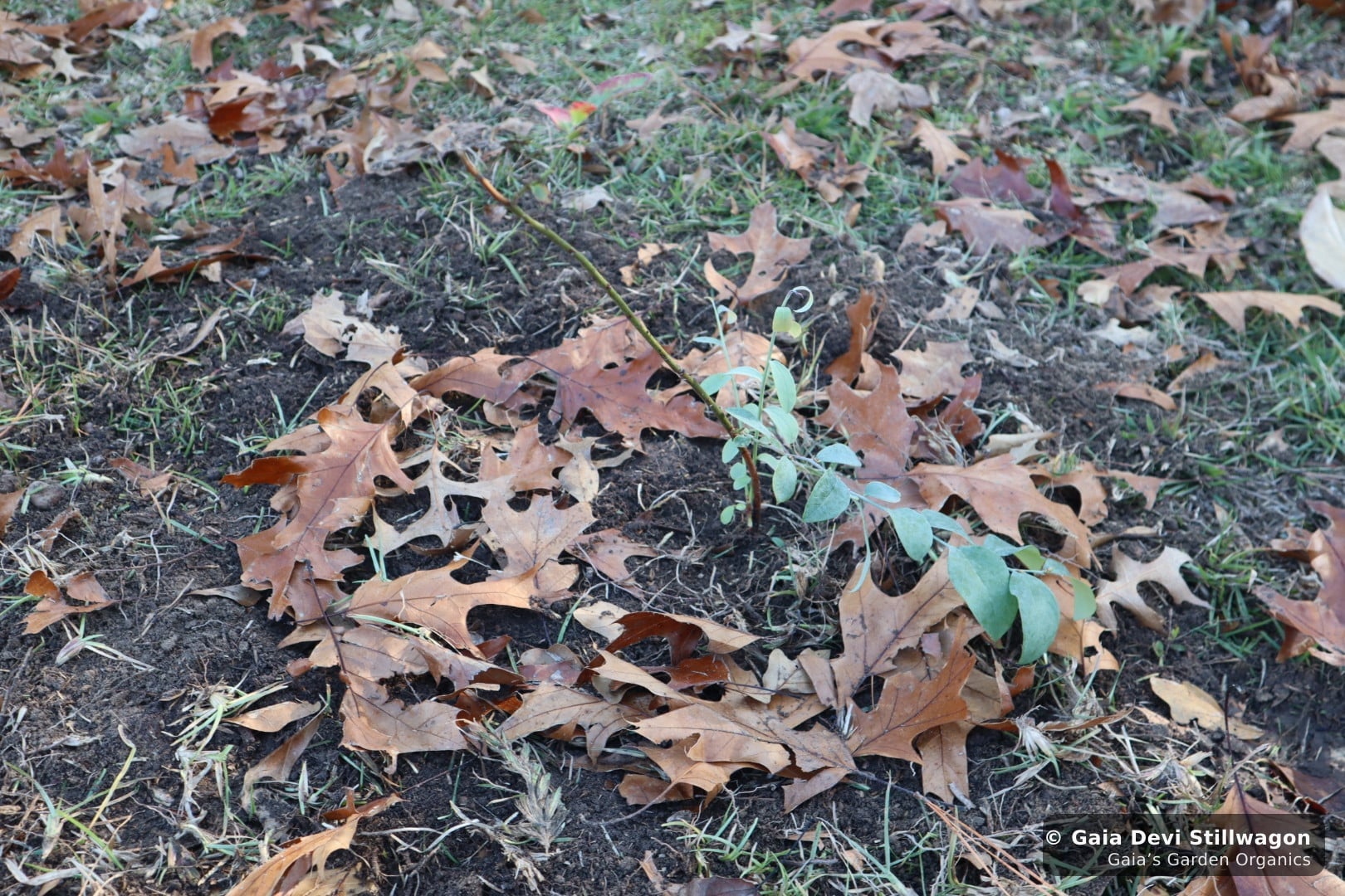The medicinal herb garden at Gaia's Garden Organics, Umpire, Arkansas · Gaia Devi, clinical herbalist