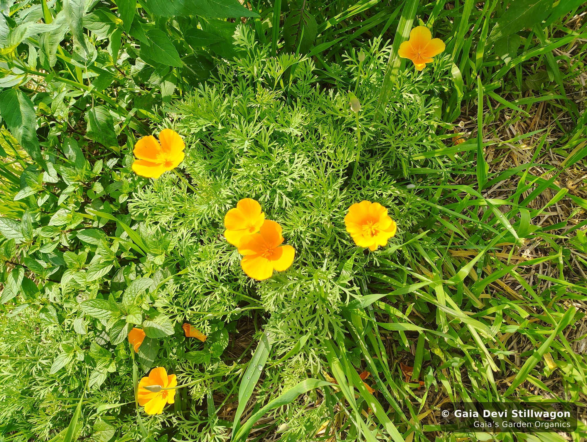 Multiple California poppies blooming in the medicinal herb garden at Gaia's Garden in Umpire, Arkansas, surrounded by mint and tall grass