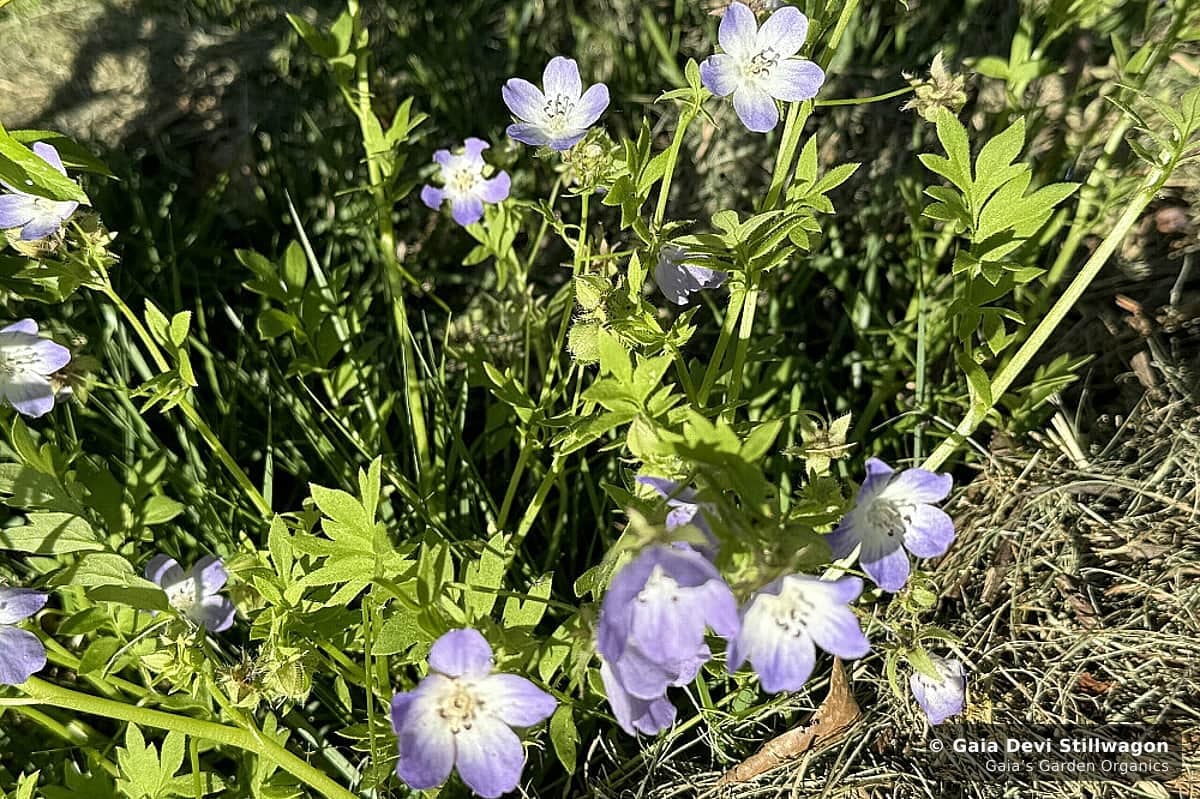 The medicinal herb garden at Gaia's Garden Organics, Umpire, Arkansas · Gaia Devi, clinical herbalist