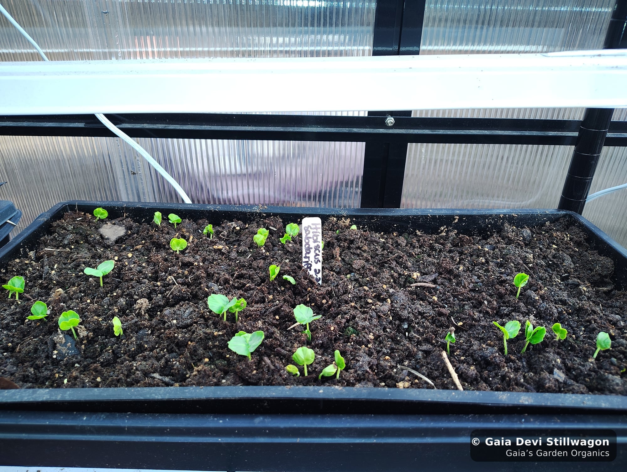 The medicinal herb garden at Gaia's Garden Organics, Umpire, Arkansas · Gaia Devi, clinical herbalist