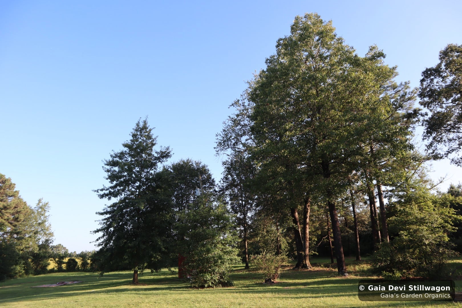 The medicinal herb garden at Gaia's Garden Organics, Umpire, Arkansas · Gaia Devi, clinical herbalist