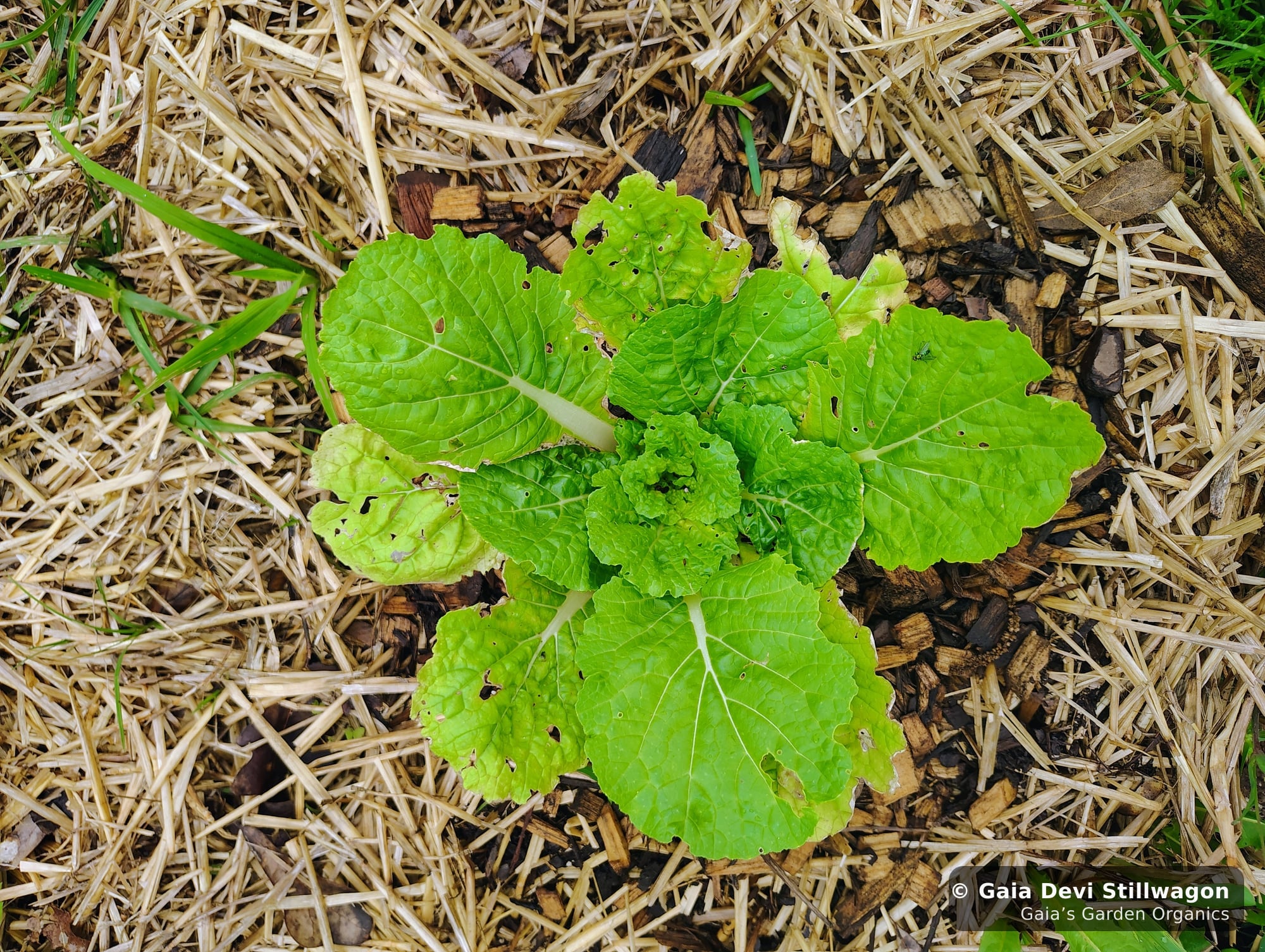 The medicinal herb garden at Gaia's Garden Organics, Umpire, Arkansas · Gaia Devi, clinical herbalist