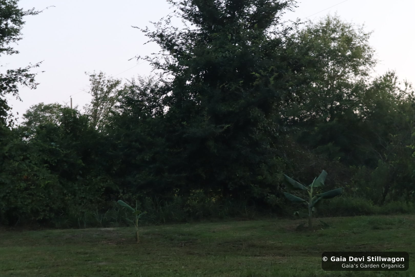 The medicinal herb garden at Gaia's Garden Organics, Umpire, Arkansas · Gaia Devi, clinical herbalist