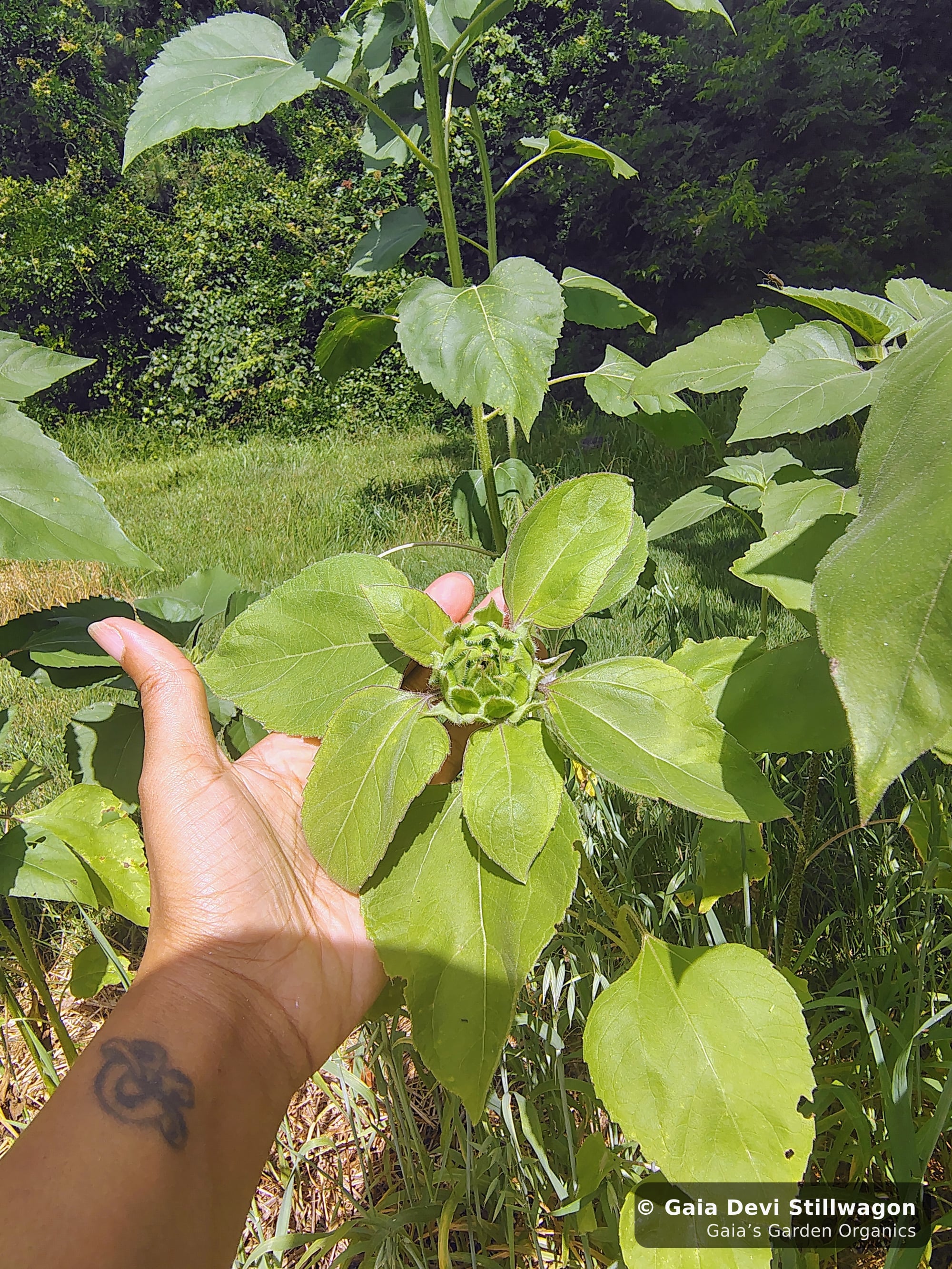 The medicinal herb garden at Gaia's Garden Organics, Umpire, Arkansas · Gaia Devi, clinical herbalist