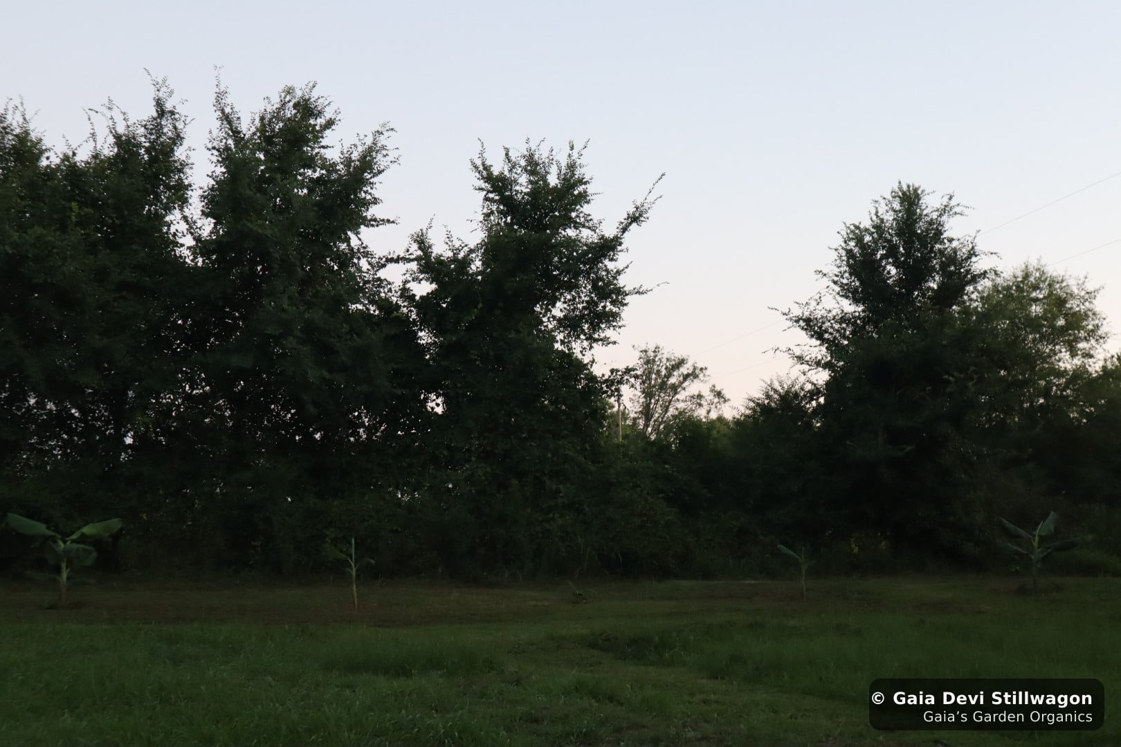 The medicinal herb garden at Gaia's Garden Organics, Umpire, Arkansas · Gaia Devi, clinical herbalist