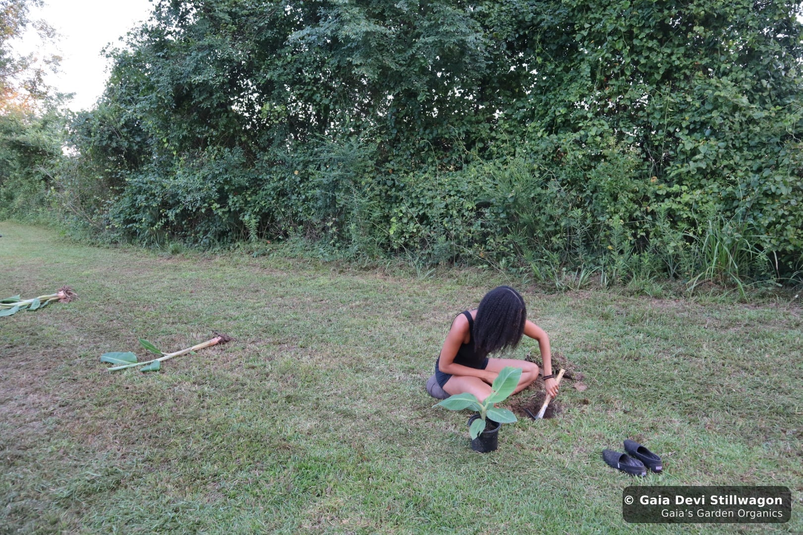 The medicinal herb garden at Gaia's Garden Organics, Umpire, Arkansas · Gaia Devi, clinical herbalist