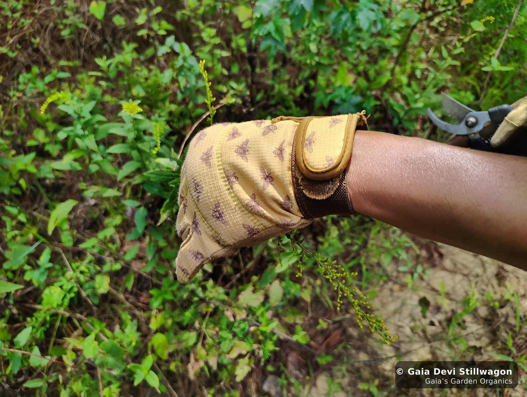 The medicinal herb garden at Gaia's Garden Organics, Umpire, Arkansas · Gaia Devi, clinical herbalist