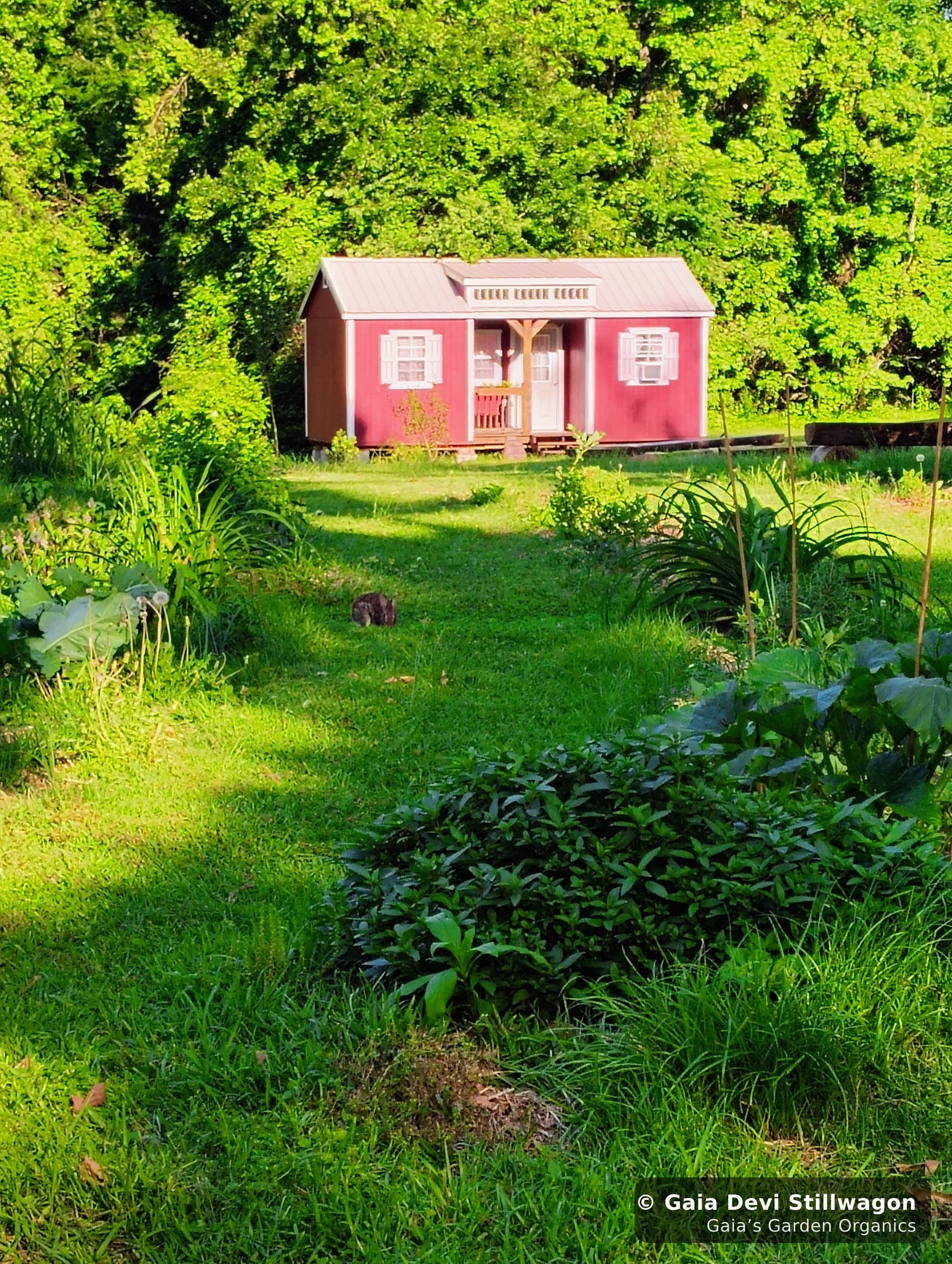 The medicinal herb garden at Gaia's Garden Organics, Umpire, Arkansas · Gaia Devi, clinical herbalist