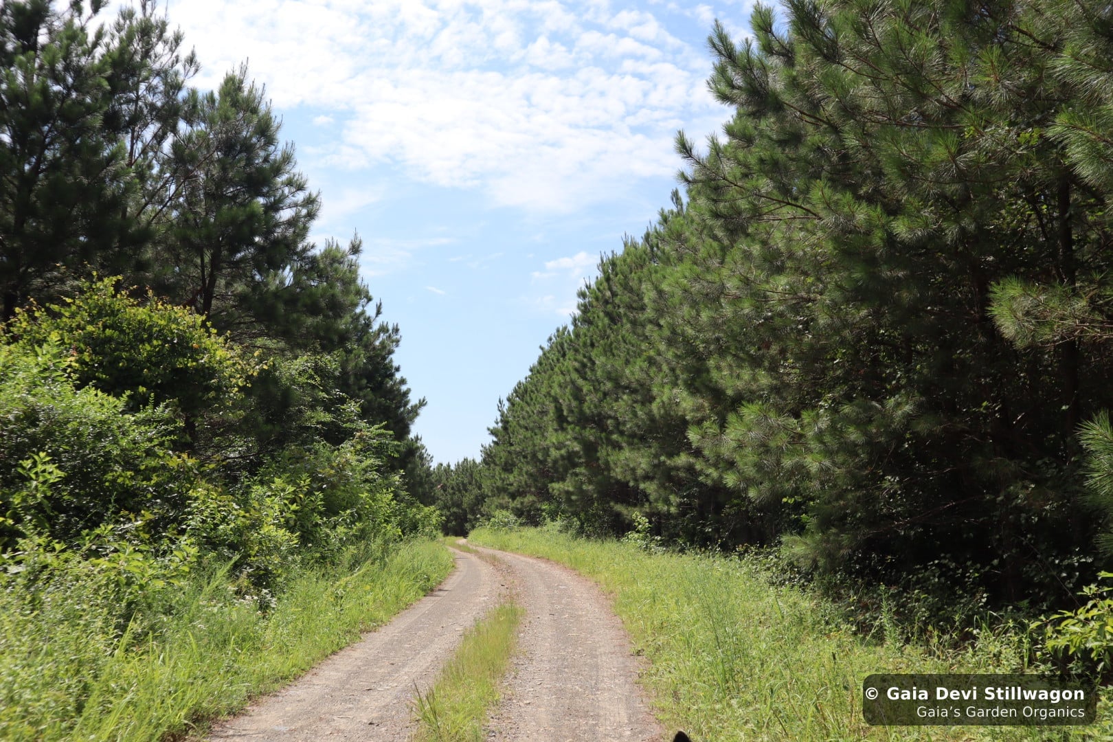 The medicinal herb garden at Gaia's Garden Organics, Umpire, Arkansas · Gaia Devi, clinical herbalist