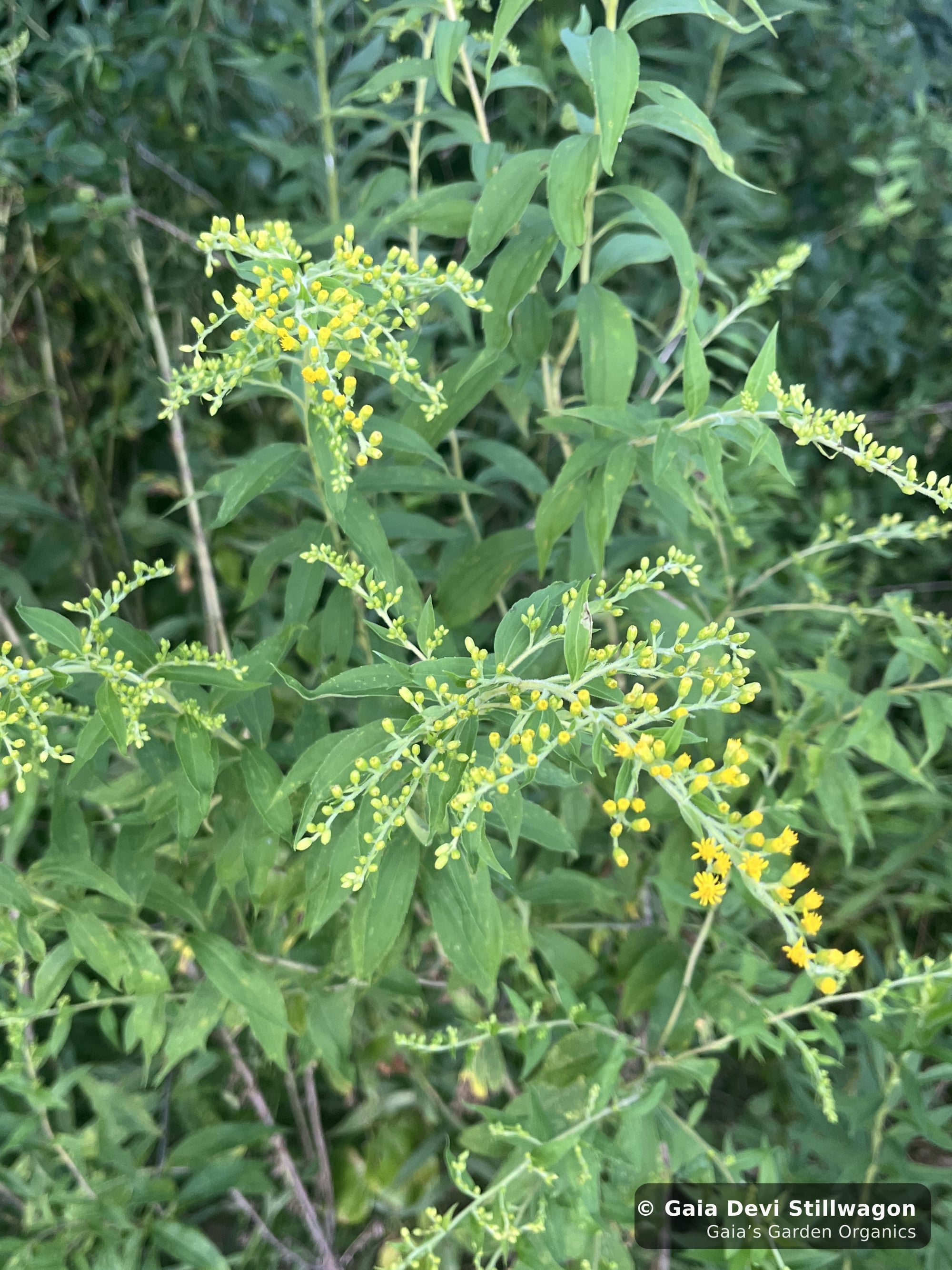 The medicinal herb garden at Gaia's Garden Organics, Umpire, Arkansas · Gaia Devi, clinical herbalist
