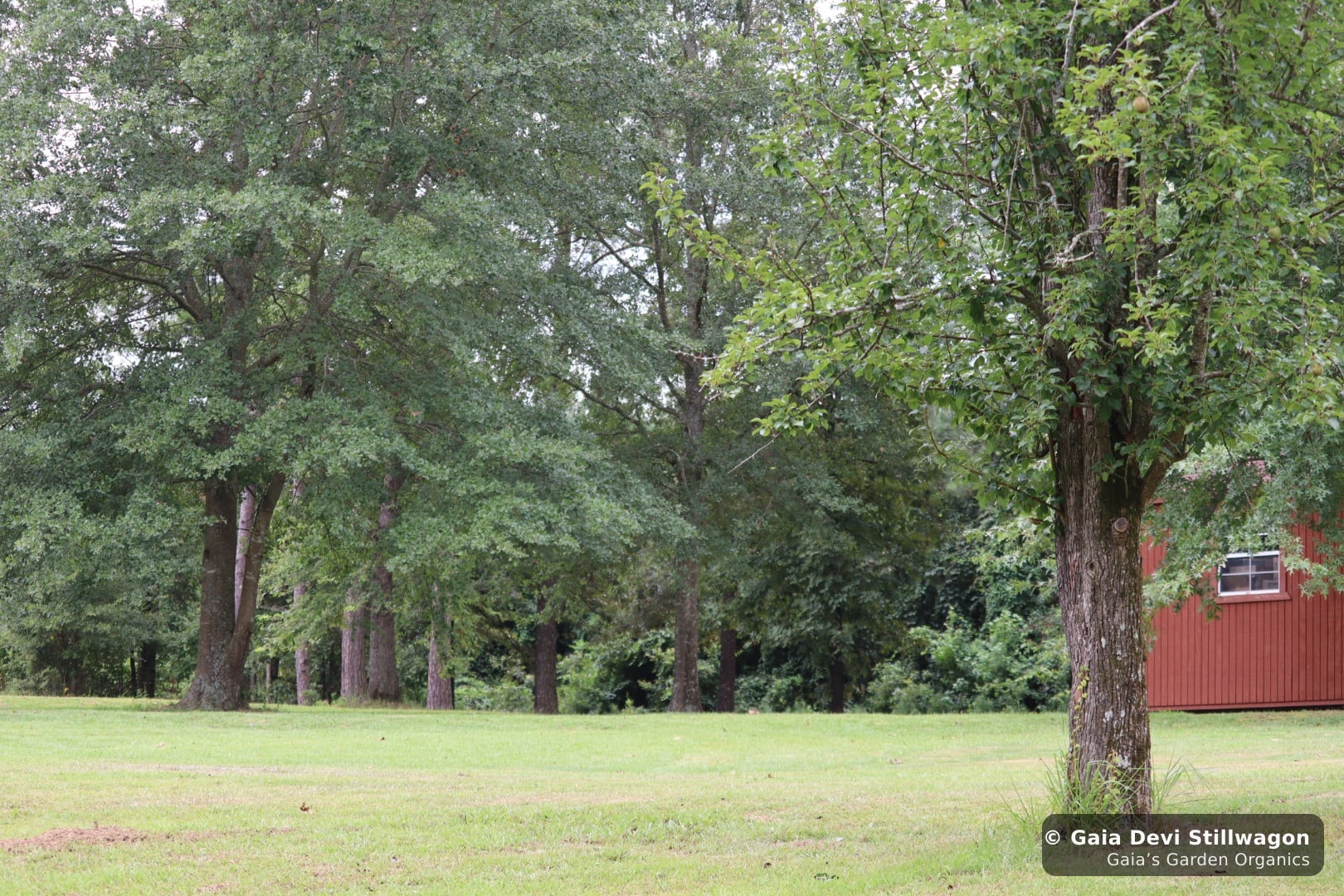 The medicinal herb garden at Gaia's Garden Organics, Umpire, Arkansas · Gaia Devi, clinical herbalist