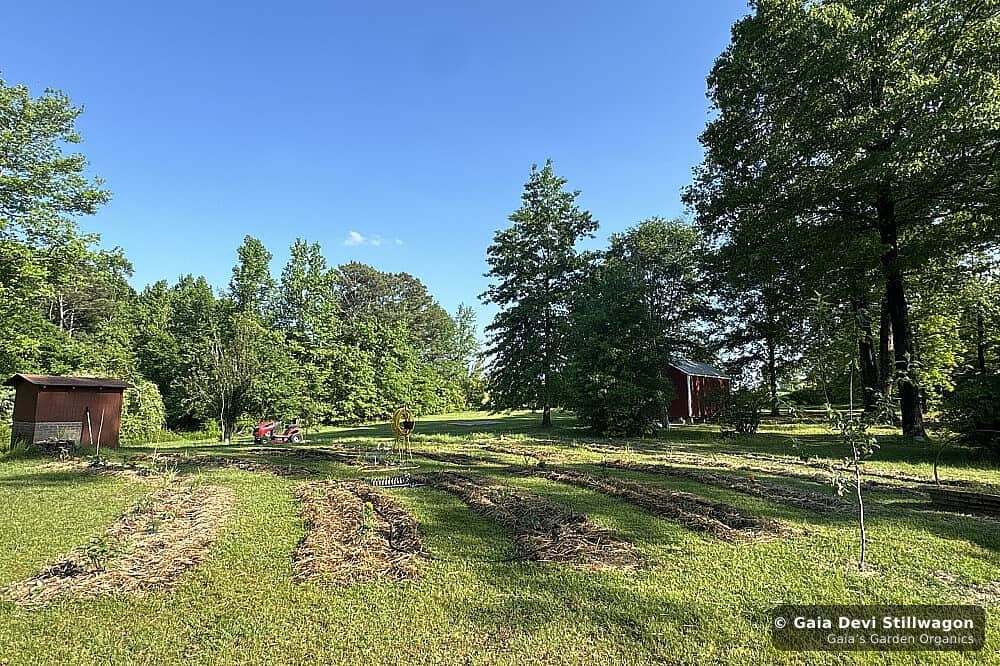 The medicinal herb garden at Gaia's Garden Organics, Umpire, Arkansas · Gaia Devi, clinical herbalist
