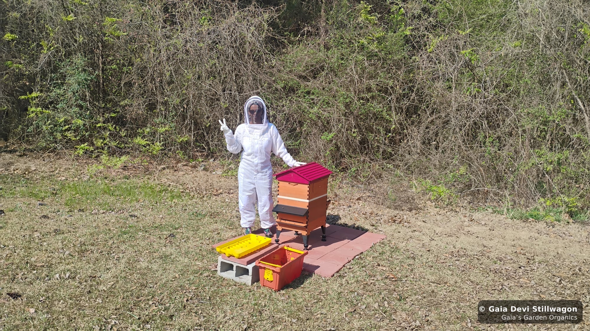 The medicinal herb garden at Gaia's Garden Organics, Umpire, Arkansas · Gaia Devi, clinical herbalist