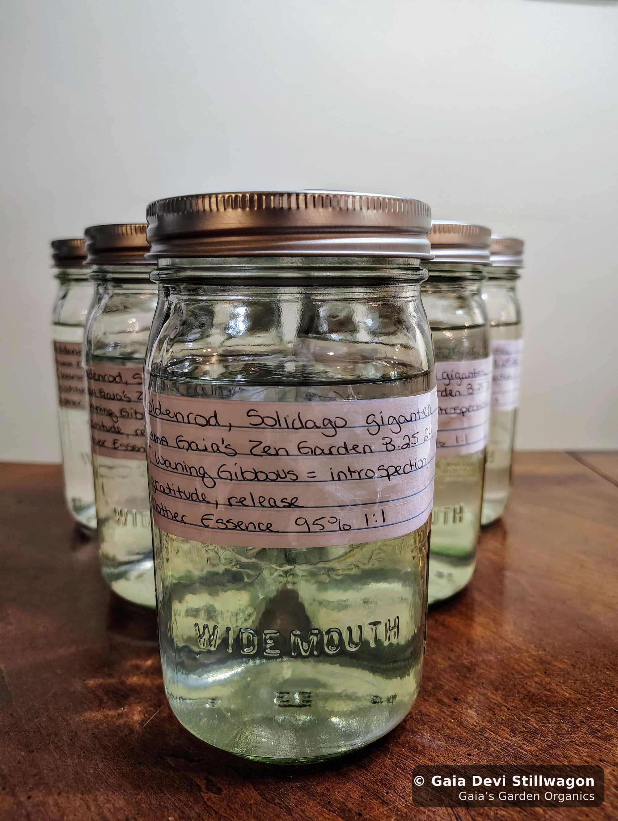 The medicinal herb garden at Gaia's Garden Organics, Umpire, Arkansas · Gaia Devi, clinical herbalist