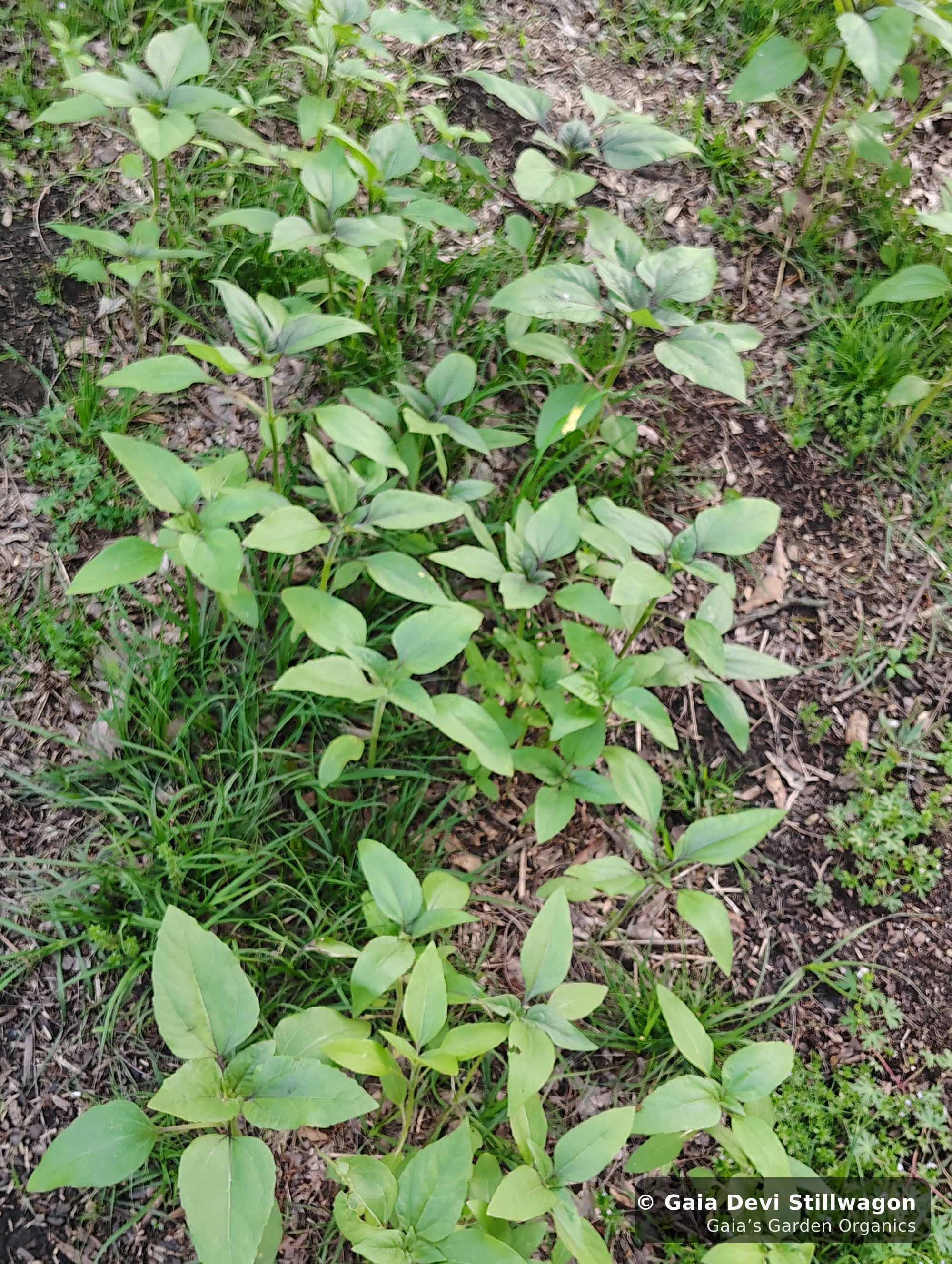 The medicinal herb garden at Gaia's Garden Organics — Umpire, Arkansas · Gaia Devi, clinical herbalist