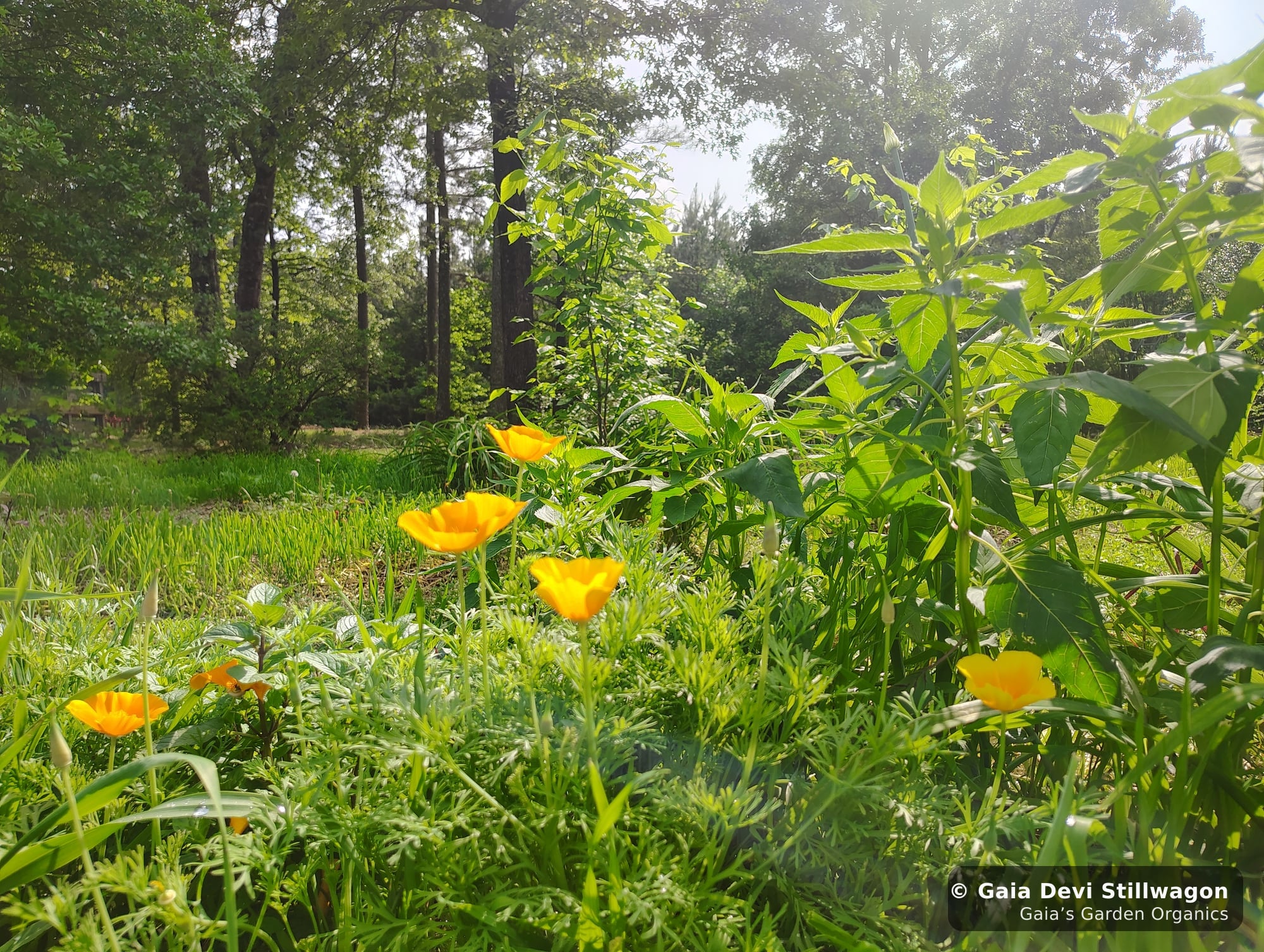 California poppies in flower at Gaia's Garden in Umpire, Arkansas with monarda growing tall alongside, both medicinal plants in the same bed