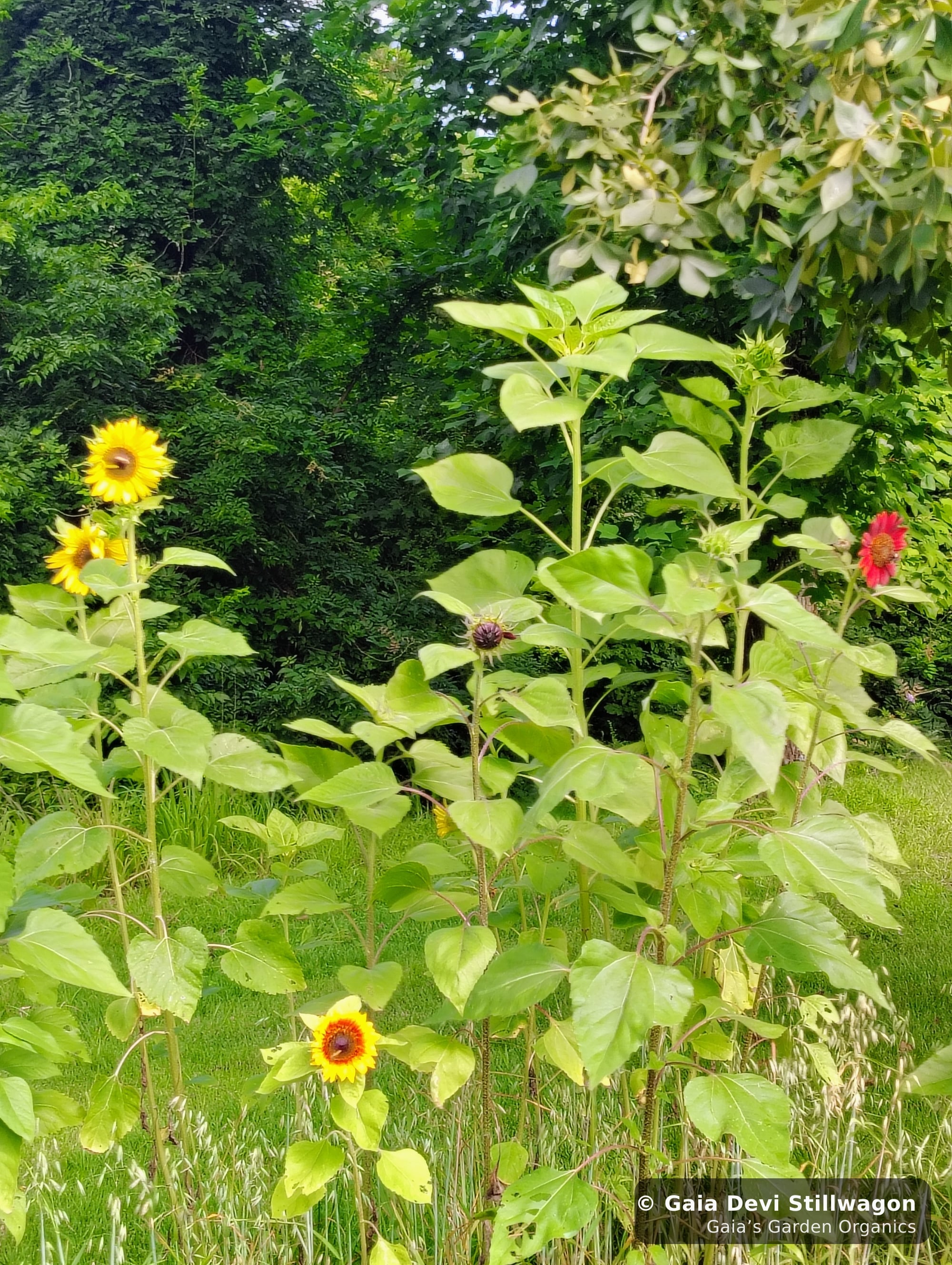 The medicinal herb garden at Gaia's Garden Organics, Umpire, Arkansas · Gaia Devi, clinical herbalist