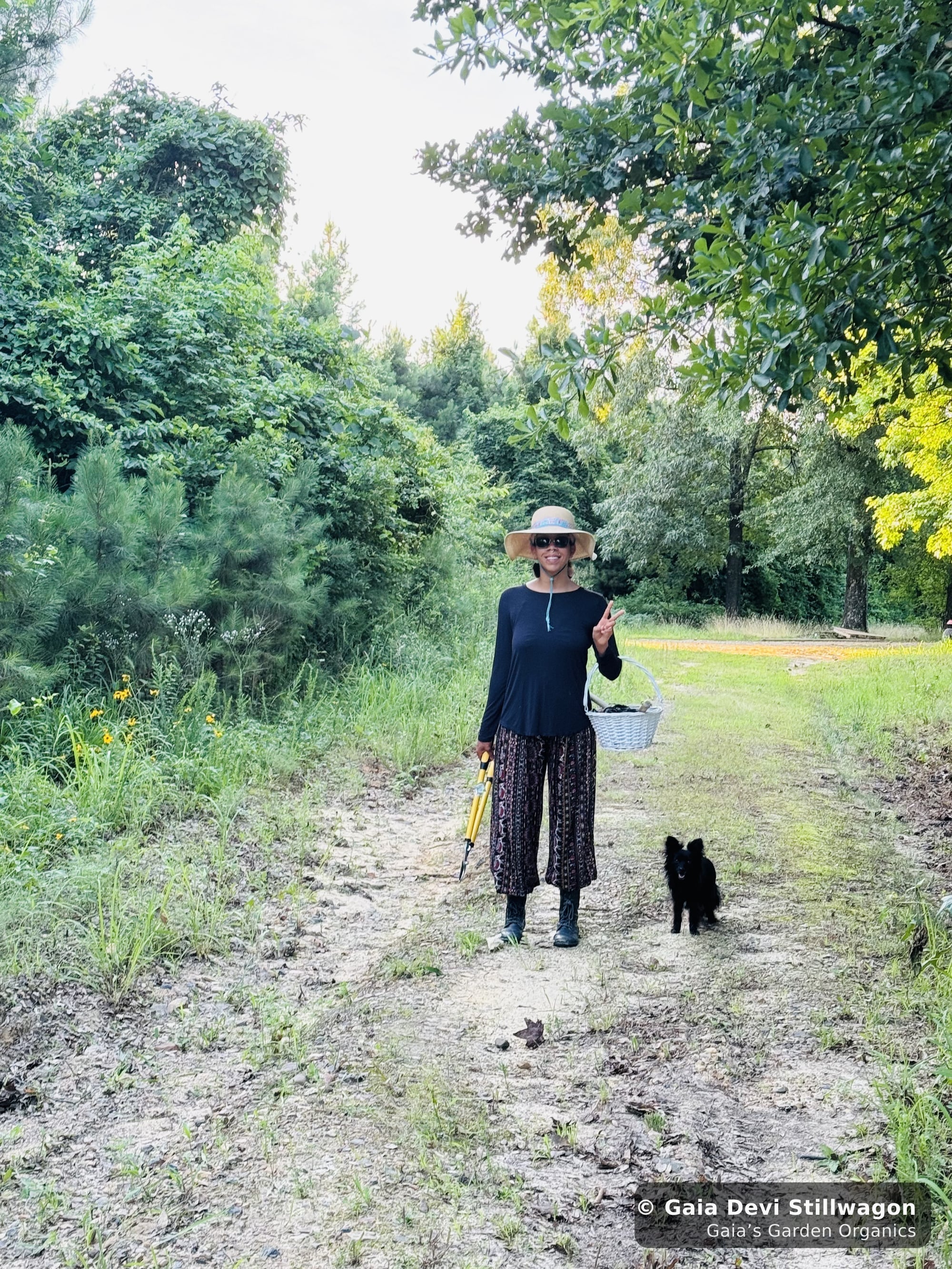 Gaia Devi, clinical herbalist, walks a forest road near Gaia's Garden in a straw hat carrying a foraging basket, with Onyx, our applehead Chihuahua, in the foreground on the same path