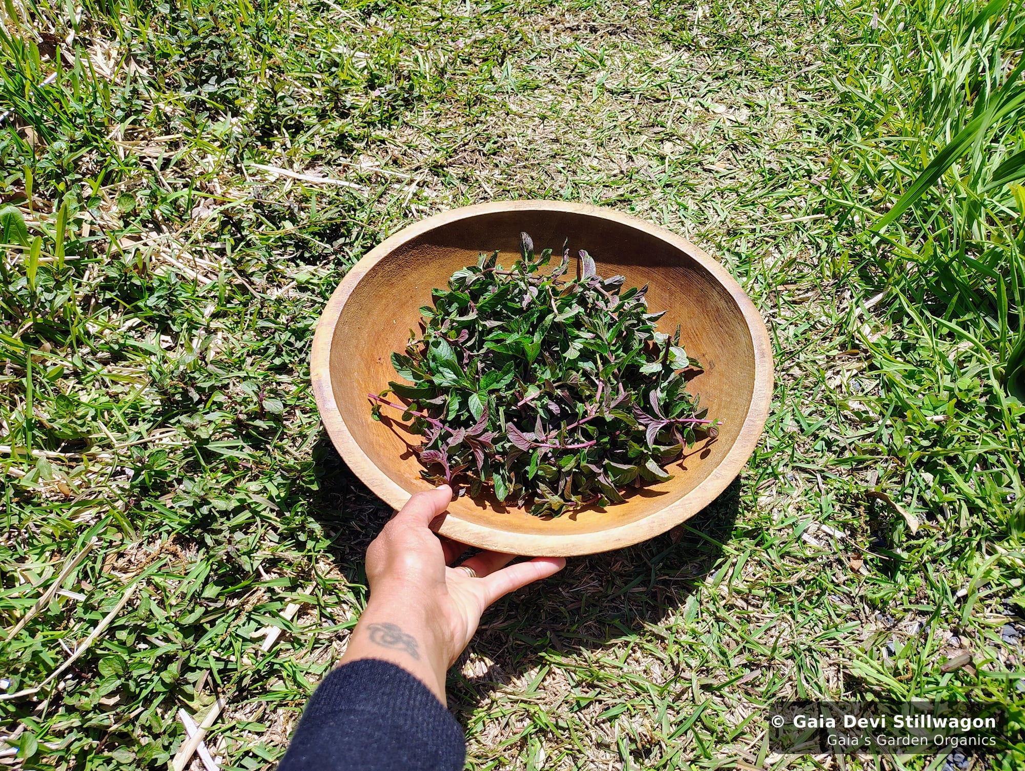 The medicinal herb garden at Gaia's Garden Organics, Umpire, Arkansas · Gaia Devi, clinical herbalist