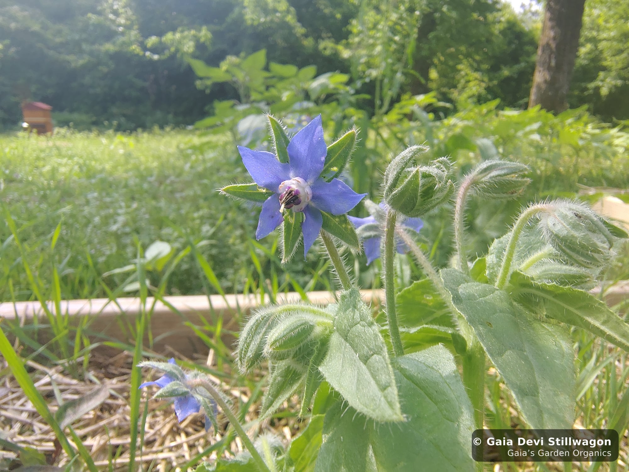 The medicinal herb garden at Gaia's Garden Organics, Umpire, Arkansas · Gaia Devi, clinical herbalist